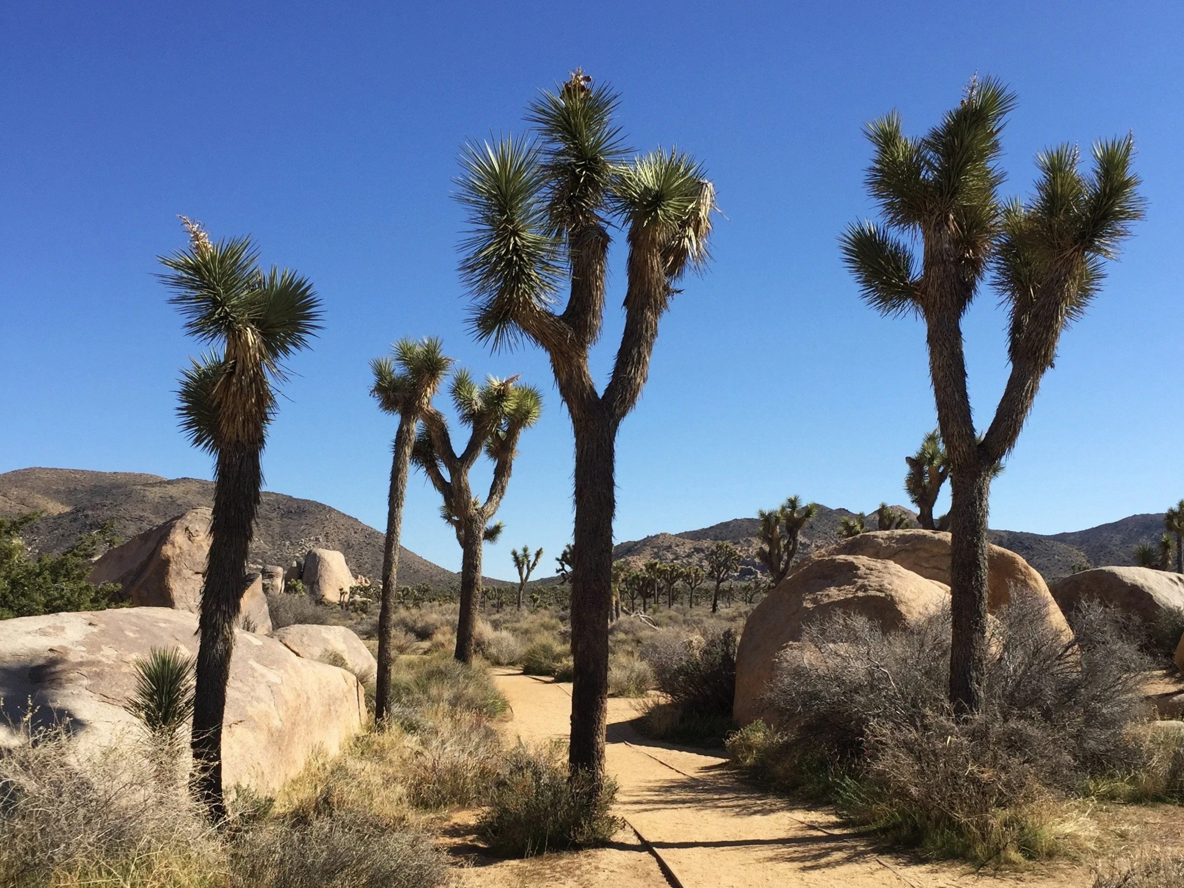 The Case For a Fundraising Advisor