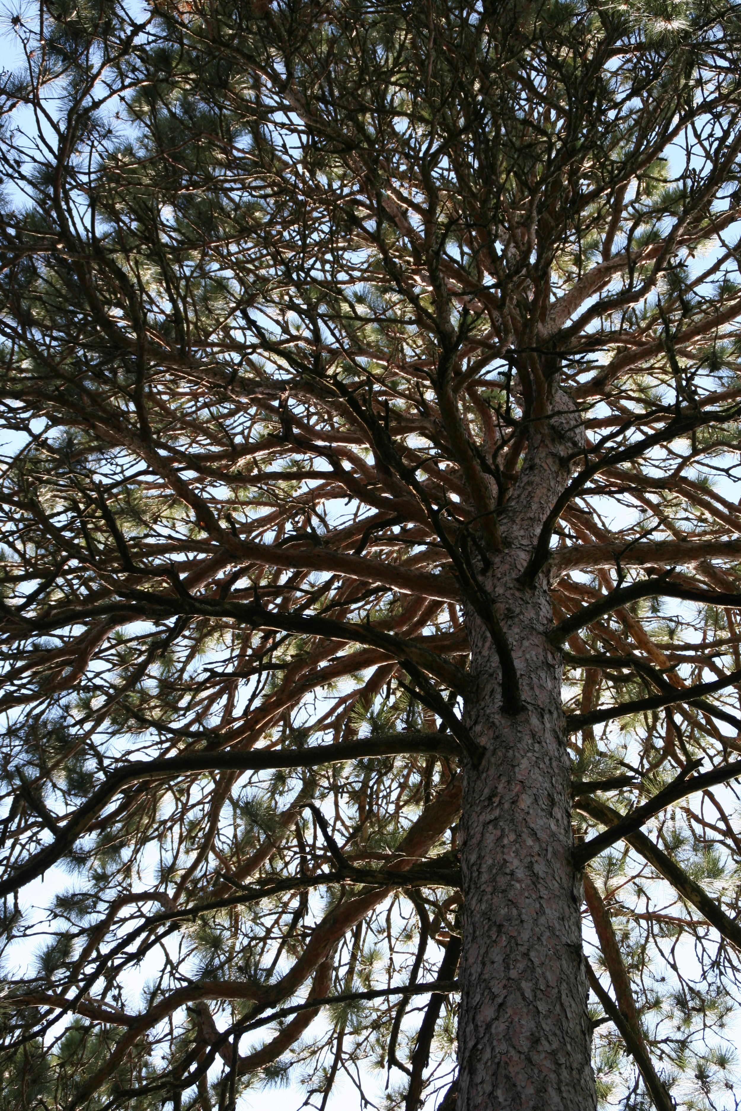 White pine with blue sky behind