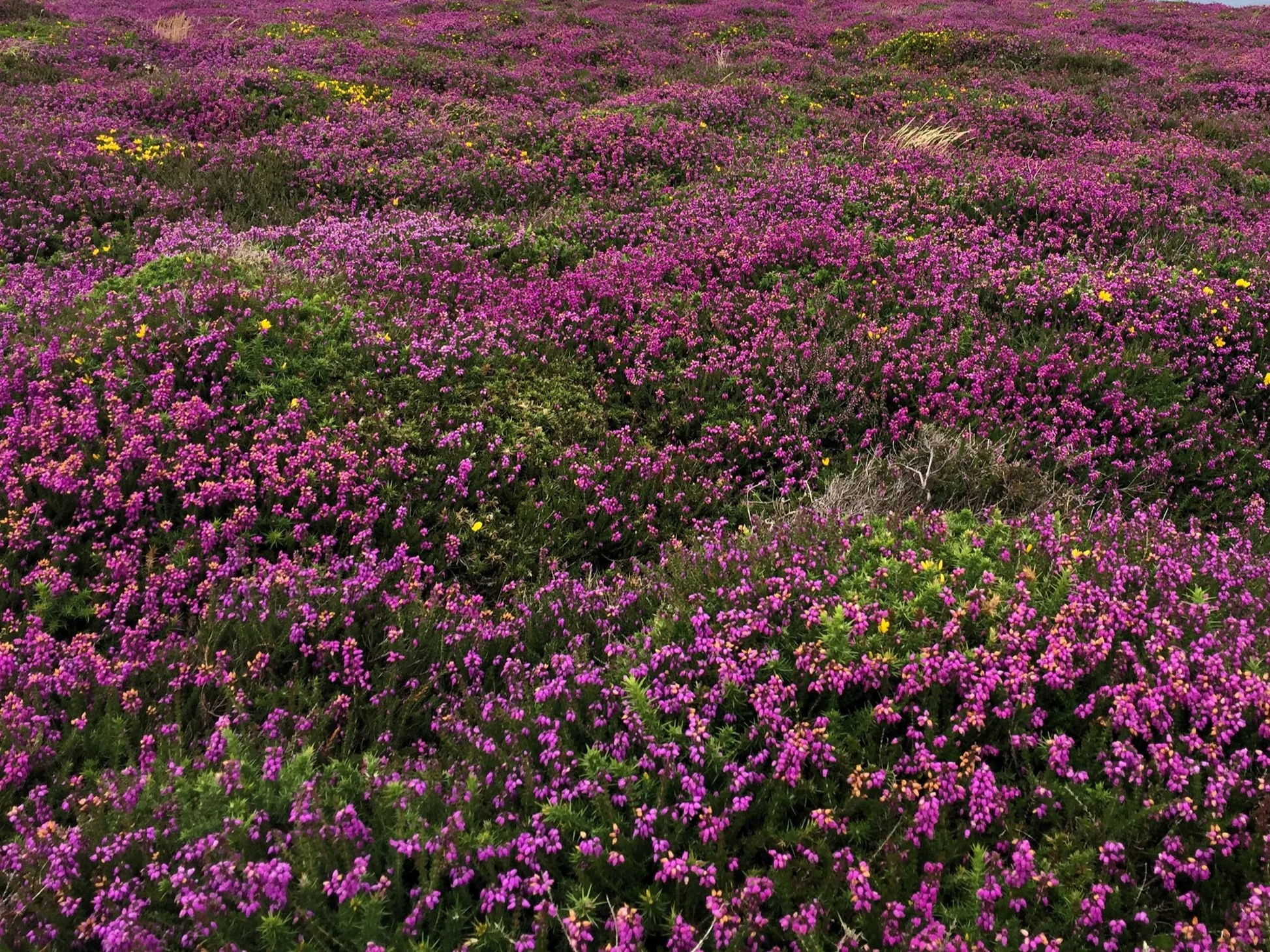 Field of purple heather.