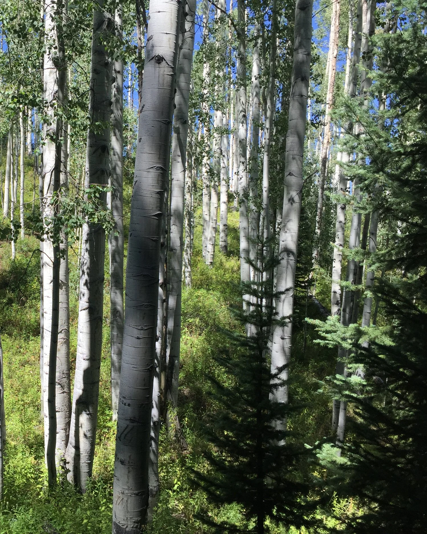 A forest of tall aspen trees with green leaves and white bark, sunlight filtering through, and a few smaller evergreen trees in the foreground.