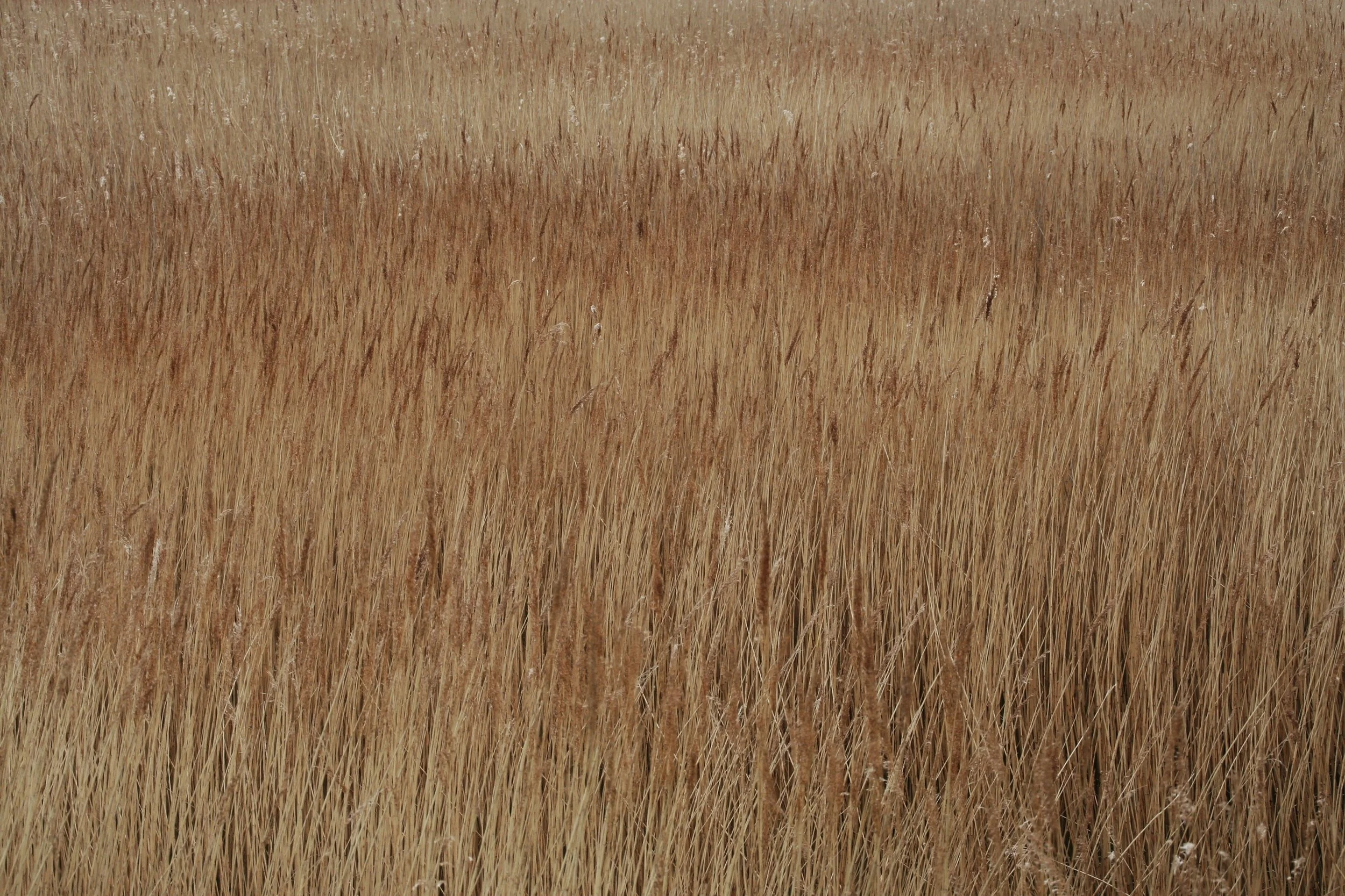 Yellow marsh grasses.