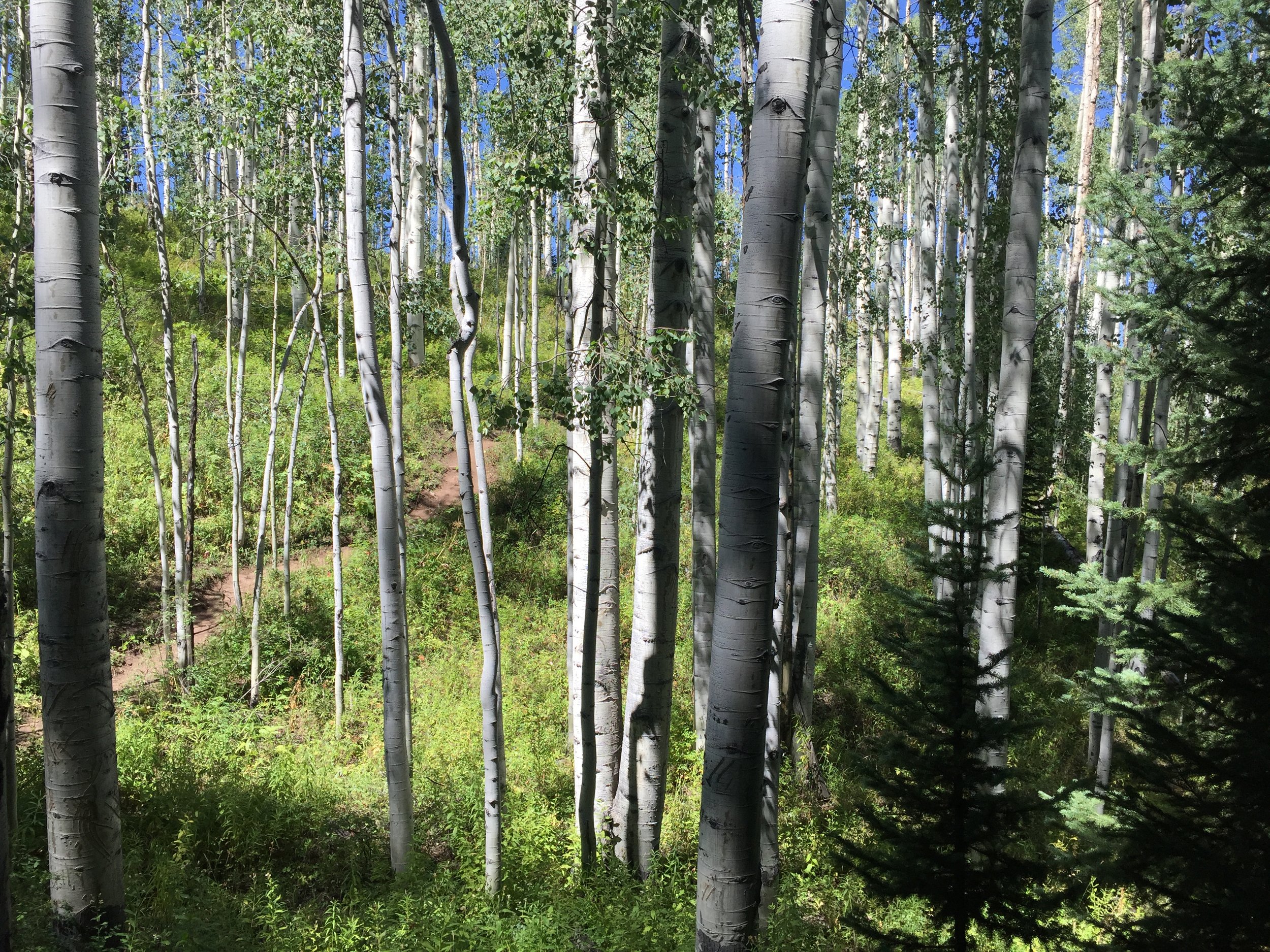 Aspen trees in a forest