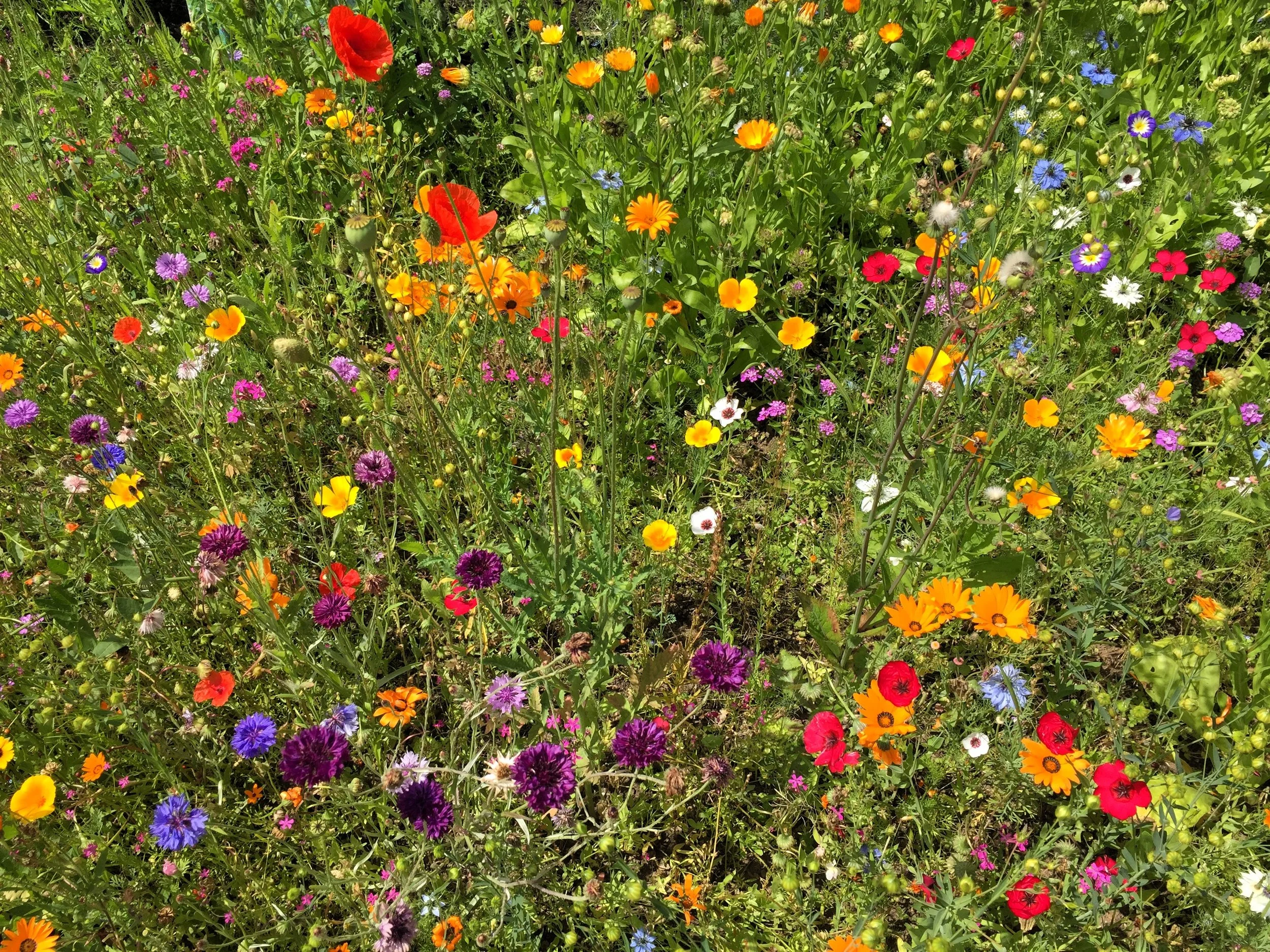 Wild flowers in meadow.