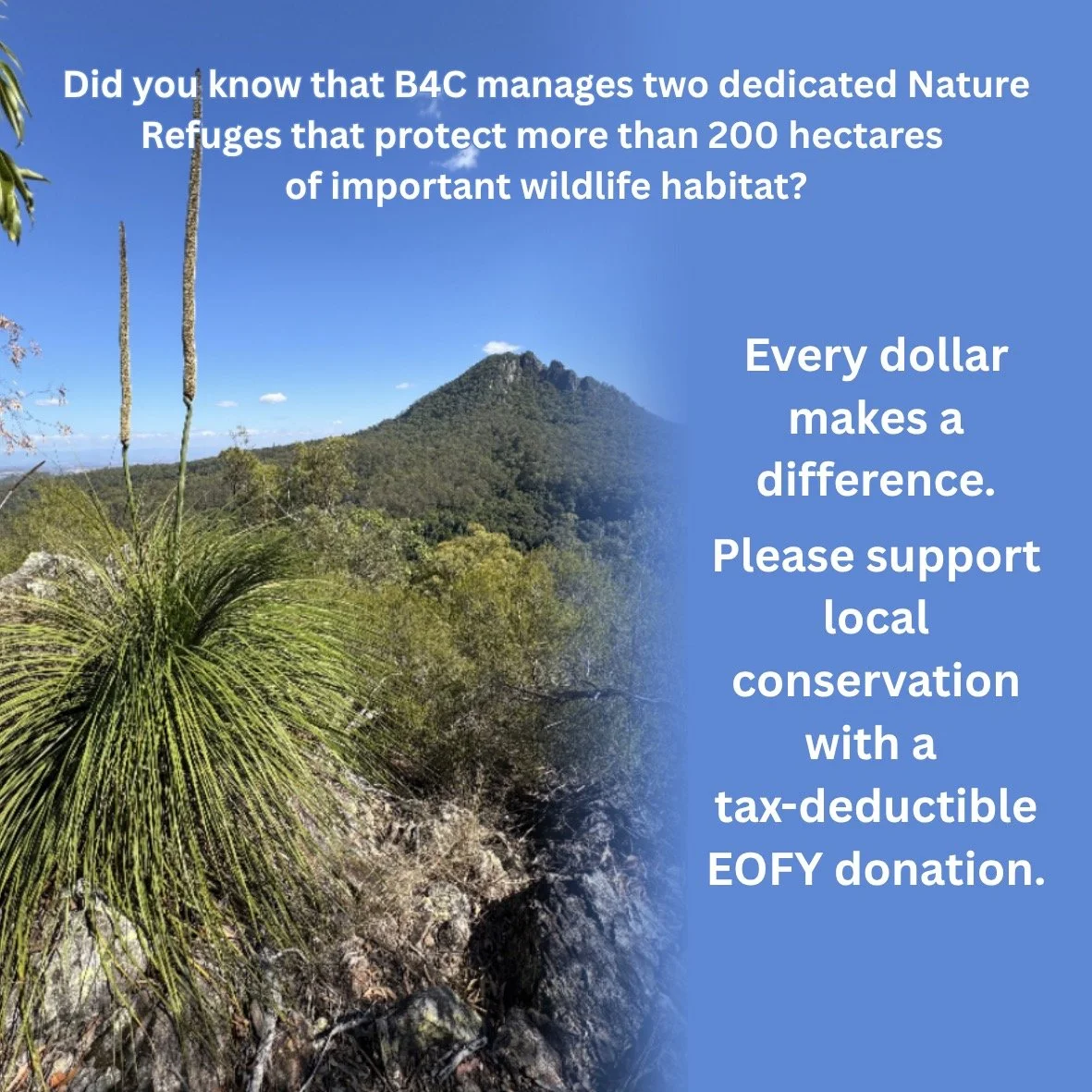 🌿 Protecting South-East Queensland&rsquo;s Wildlife and Rare Flora Havens 🌿
Did you know that B4C manages two dedicated Nature Refuges that protect more than 200 hectares of important wildlife habitat?
Our Mount Elliott and Mount Barney&ndash;Yamah