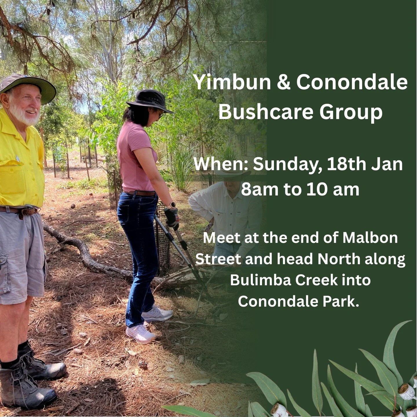 🎉 Happy New Year! 🎉
As the third Sunday of the month, it&rsquo;s time for our Yimbun &ndash; Conondale Bushcare catch-up 🌿
📅 Sunday, 18 January
⏰ 8:00&ndash;10:00 am, followed by morning tea ☕
📍 Conondale Park
We hope you&rsquo;ve had a great br