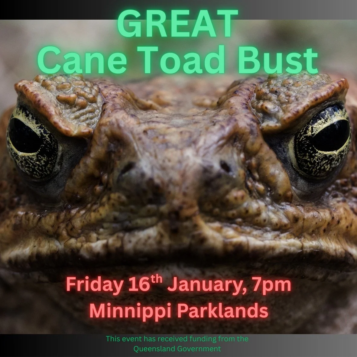 🐸 The Great Cane Toad Bust &ndash; Minnippi Parklands 🐸
📅 Friday, 16 January
📍 Minnippi Parklands
🎟 Book here: https://www.eventbrite.com/e/1978806987969
Join us for an action-packed evening at Minnippi Parklands with Science Educator Gary King 