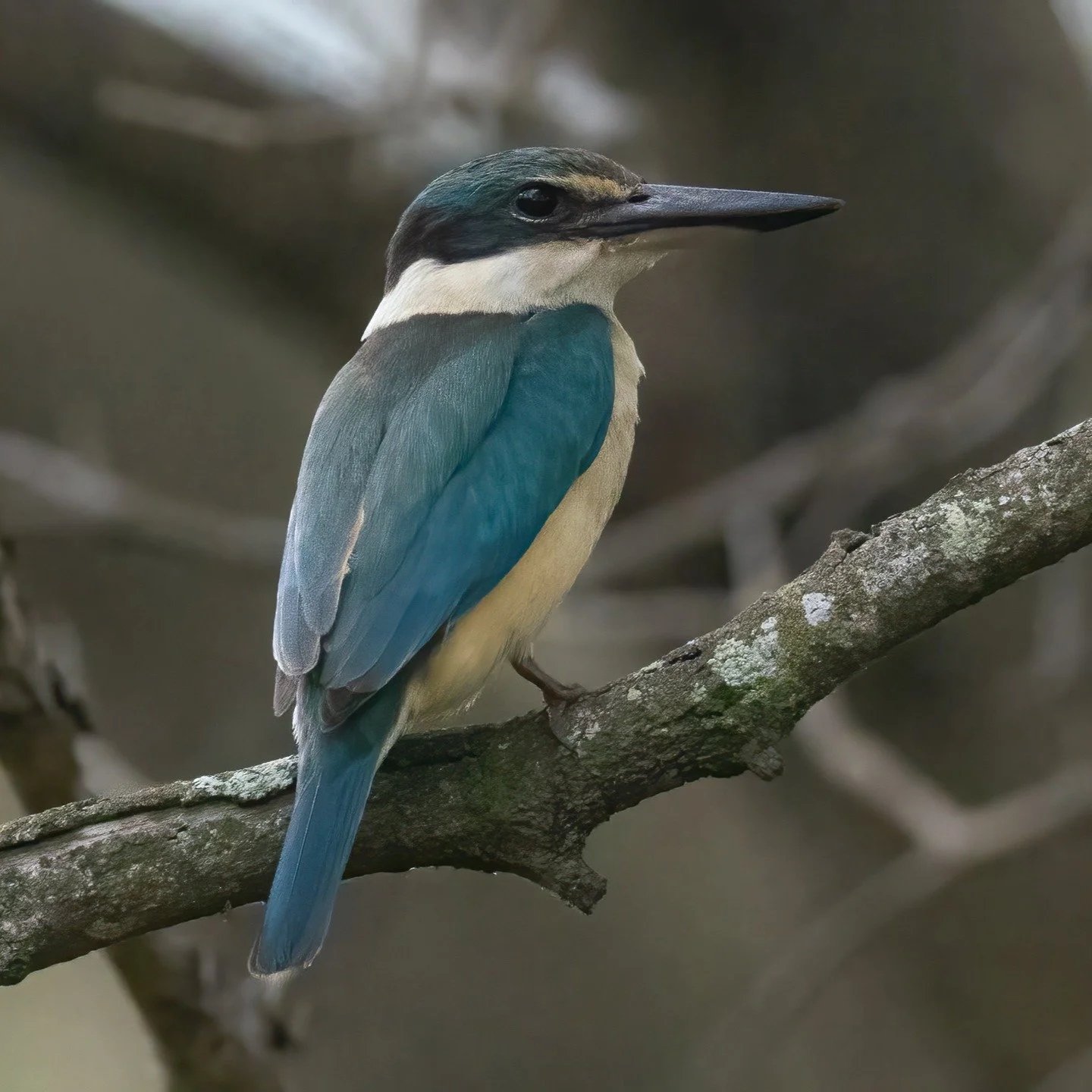 Birds tell the story of a healthy ecosystem 🐦
Did you know Bulimba Creek Catchment Coordinating Committee (B4C) organises bird surveys by BirdLife Southern Queensland at key bush regeneration sites across the catchment &mdash; including the Industri