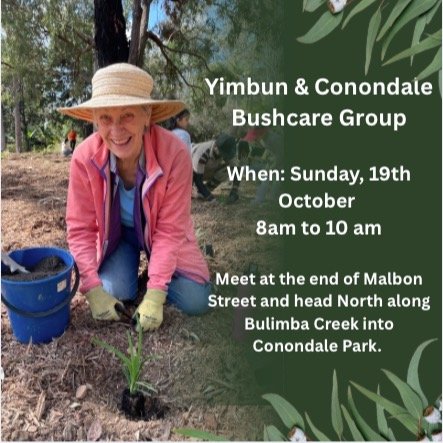 🌿 Yimbun&ndash;Conondale Bushcare &ndash; This Sunday!
The weather&rsquo;s warming up, but we&rsquo;re still waiting for some rain! ☀️💧
This Sunday 19 October, join us at Conondale Park from 8&ndash;10am, followed by morning tea.
In August, we had 