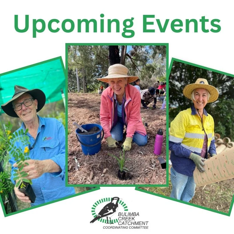 Unfortunately, our upcoming Minnippi Park Community Planting (originally scheduled for 27th September) has been postponed until early 2026 due to ongoing footpath works.
In the meantime, we&rsquo;d love for you to join us at one of our other upcoming