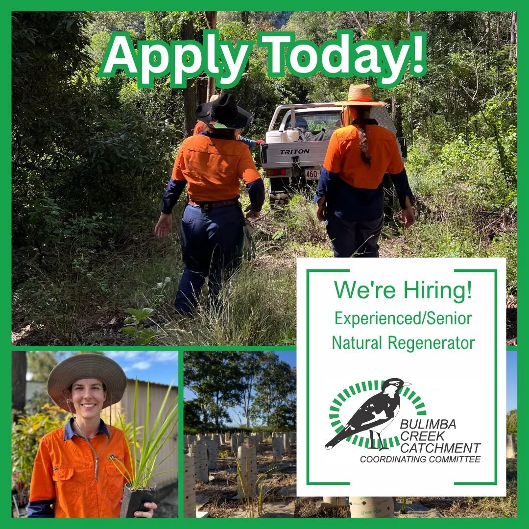 We&rsquo;re hiring &ndash; Senior/Experienced Natural Regenerator
B4C is looking for an experienced Natural Regenerator to join our Landcare Services Unit, working on ecological restoration projects across Greater Brisbane.
We are hoping to fill this