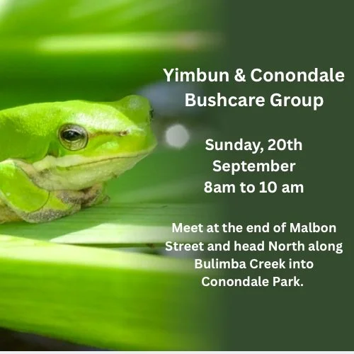 Yimbun&ndash;Conondale Bushcare &ndash; This Sunday
Join the Yimbun&ndash;Conondale Bushcare group this Sunday 20 September, 8:00&ndash;10:00 am at Conondale Park for a morning of weeding, planting and bushcare.
Meet: End of Malbon Street, then head 