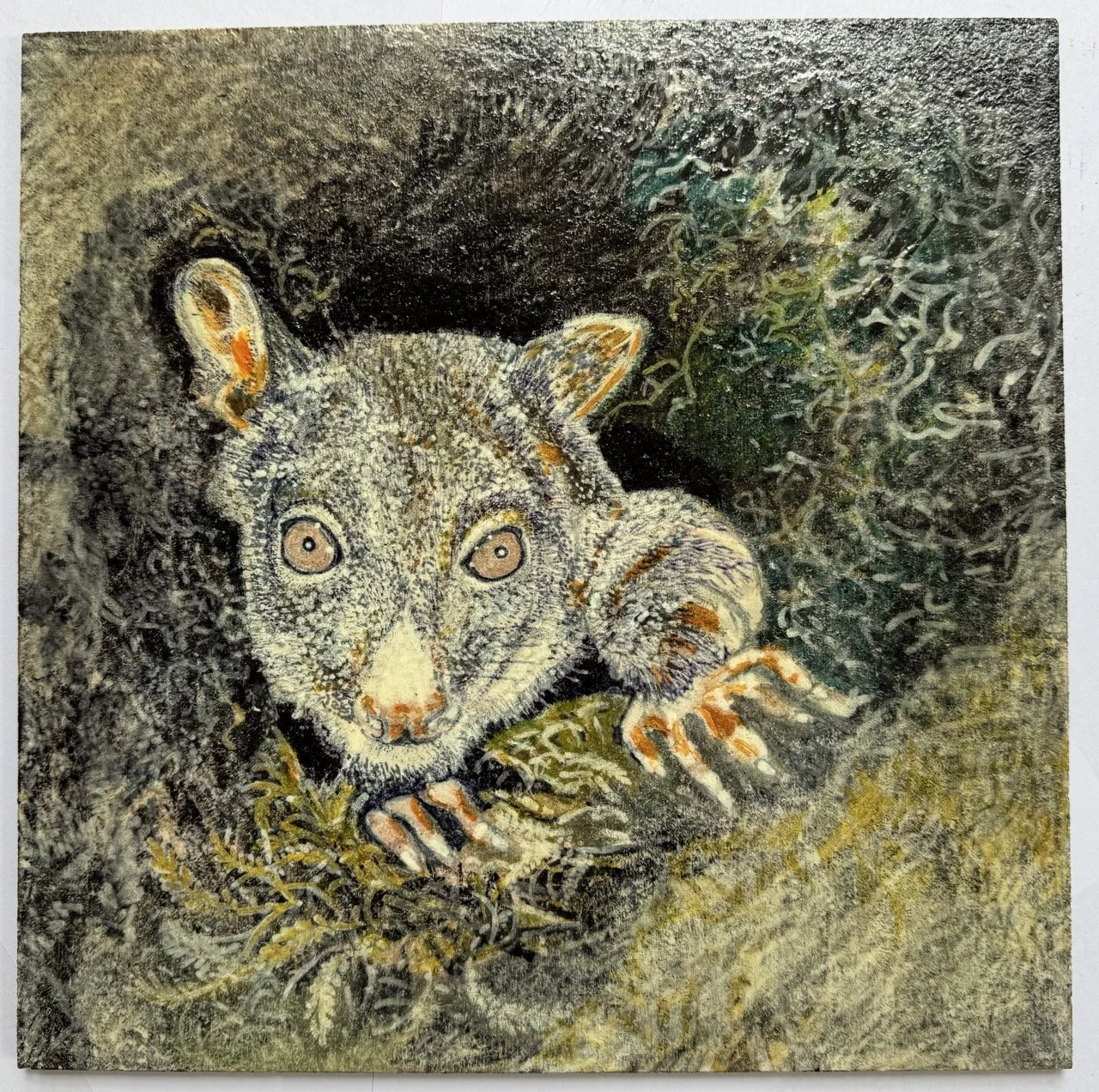 Brushtail possum-  artwork by Sally Smith