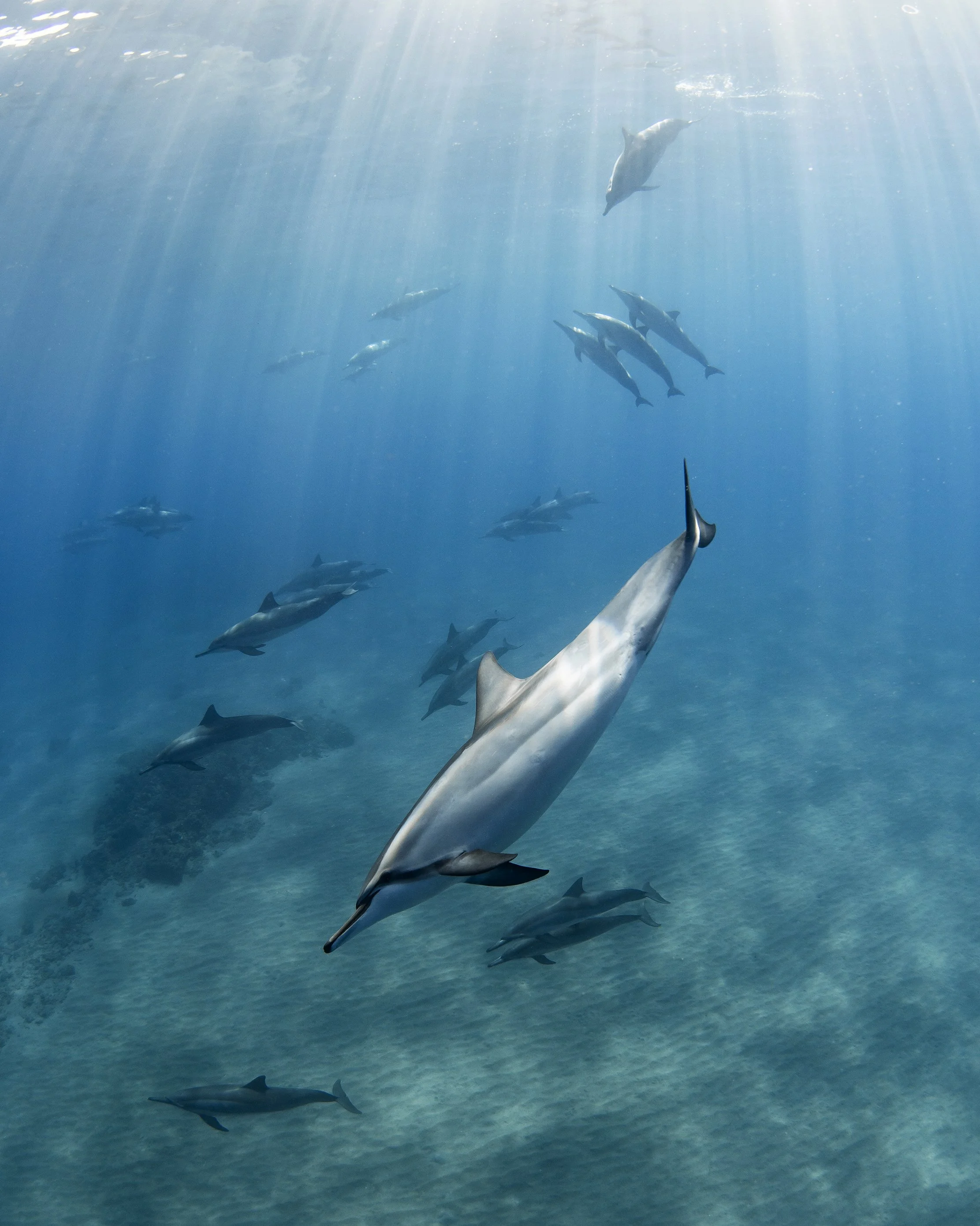 School of dolphins swimming underwater, with sunlight streaming through the water.