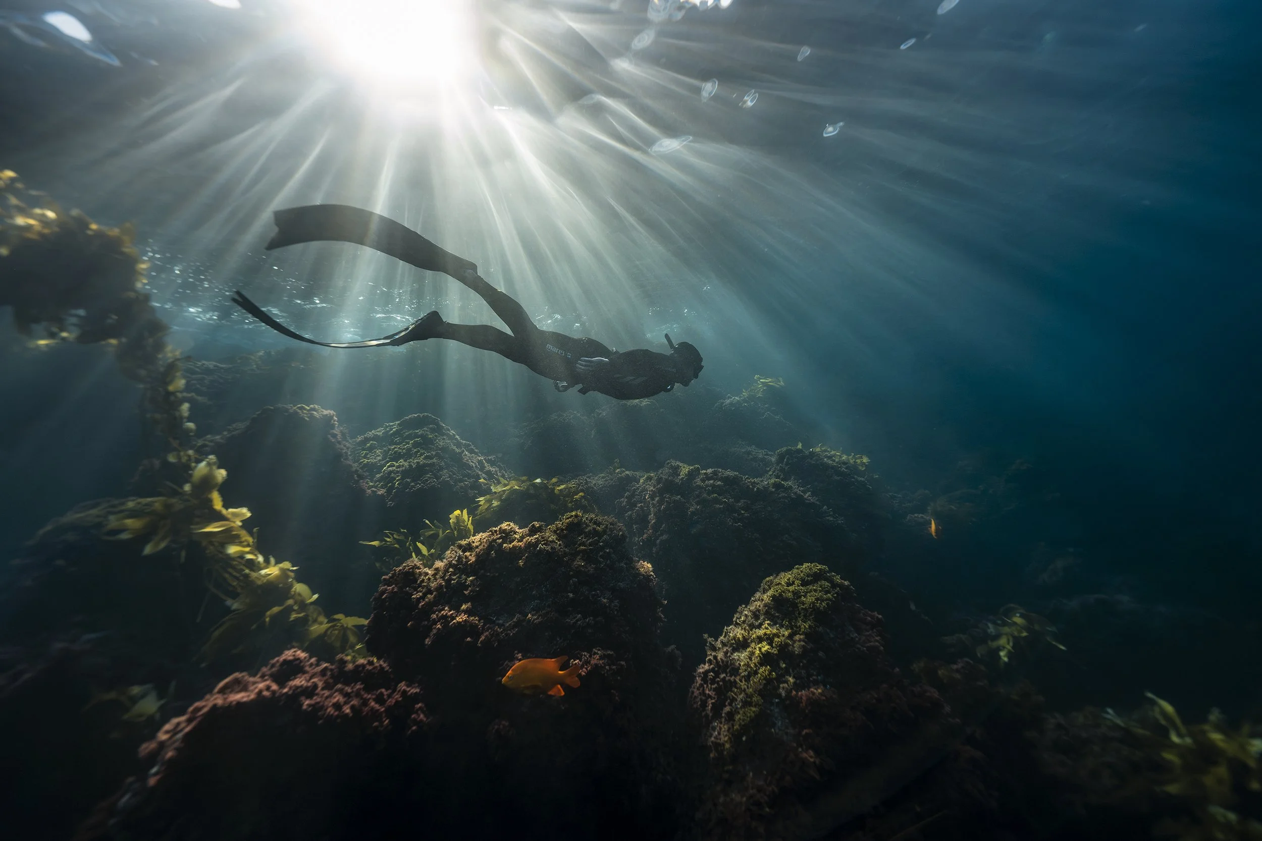 A scuba diver exploring a coral reef underwater with sunlight filtering through the water surface, surrounded by colorful fish and marine life.