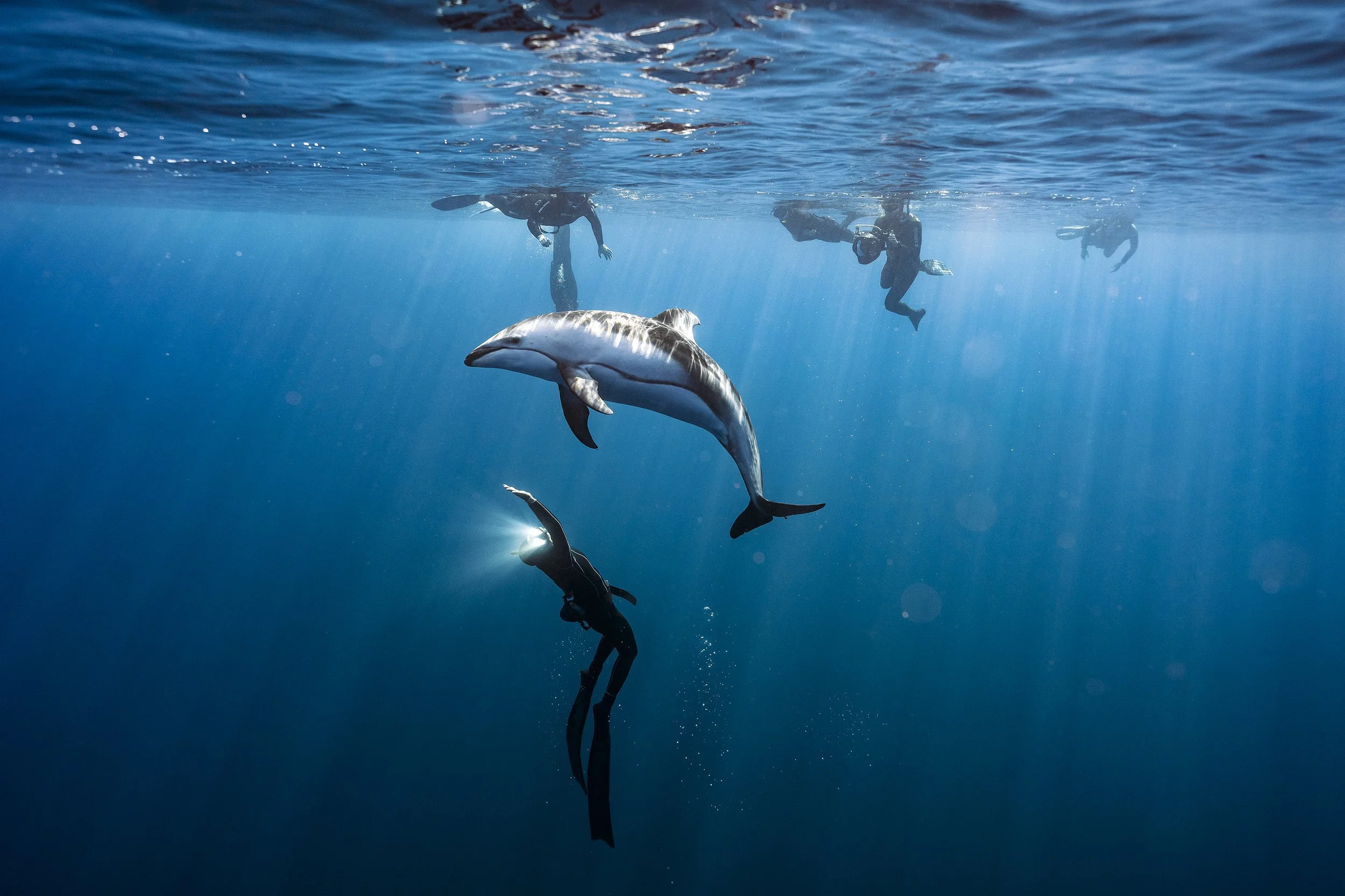 Underwater photo of divers swimming near a large shark in the ocean, with sunlight rays shining through the water.