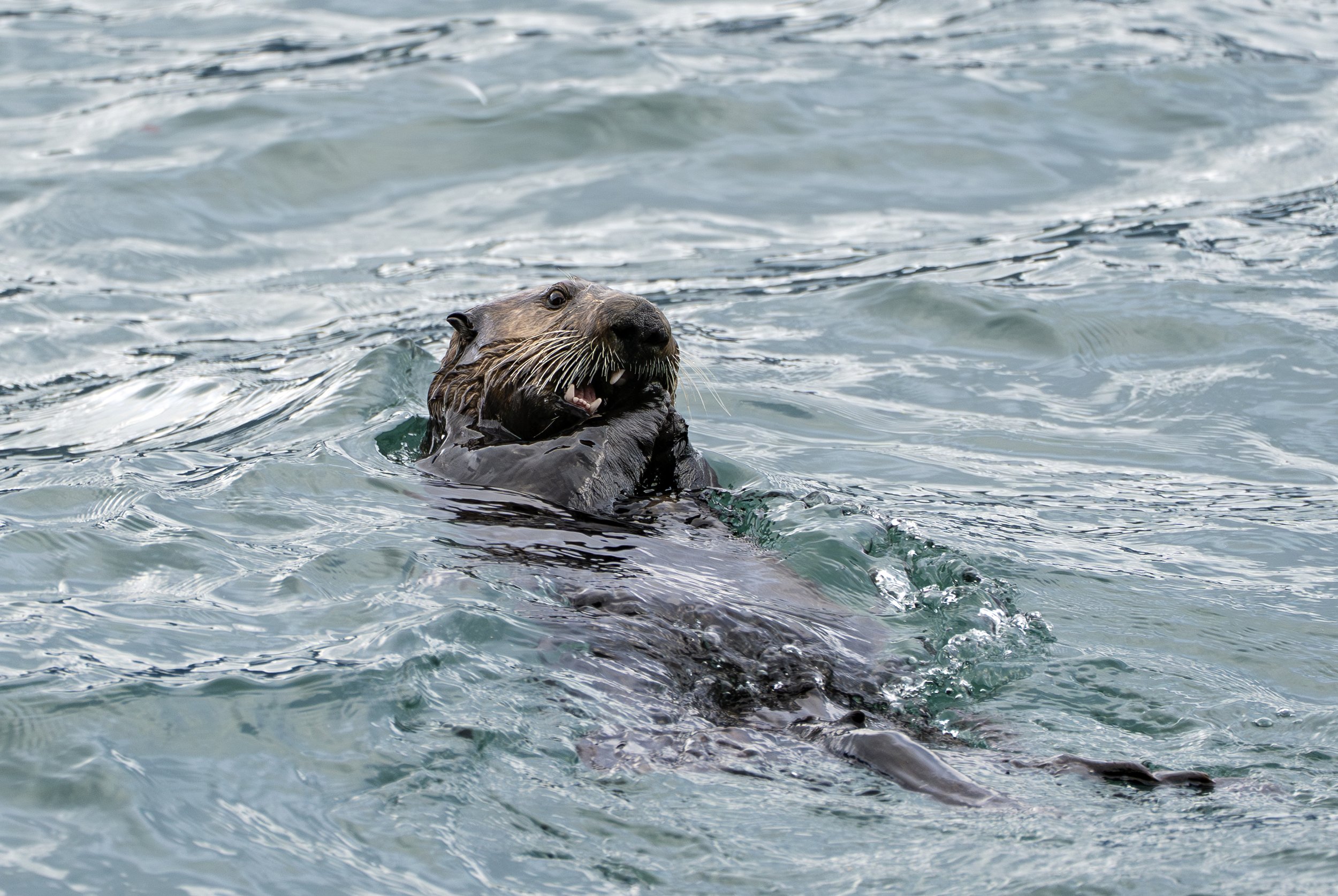 A sea otter floating on its back in the ocean.
