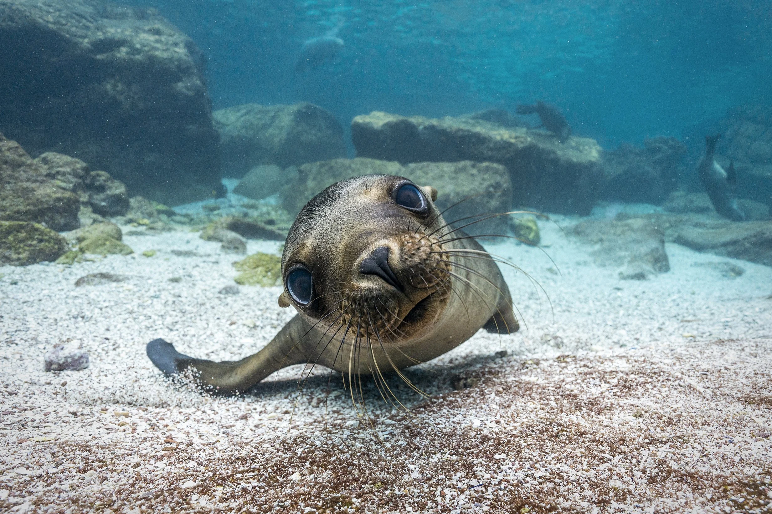 An underwater view of a sea lion with large eyes and whiskers, lying on a sandy and rocky ocean floor, with rocks and clear blue water in the background.