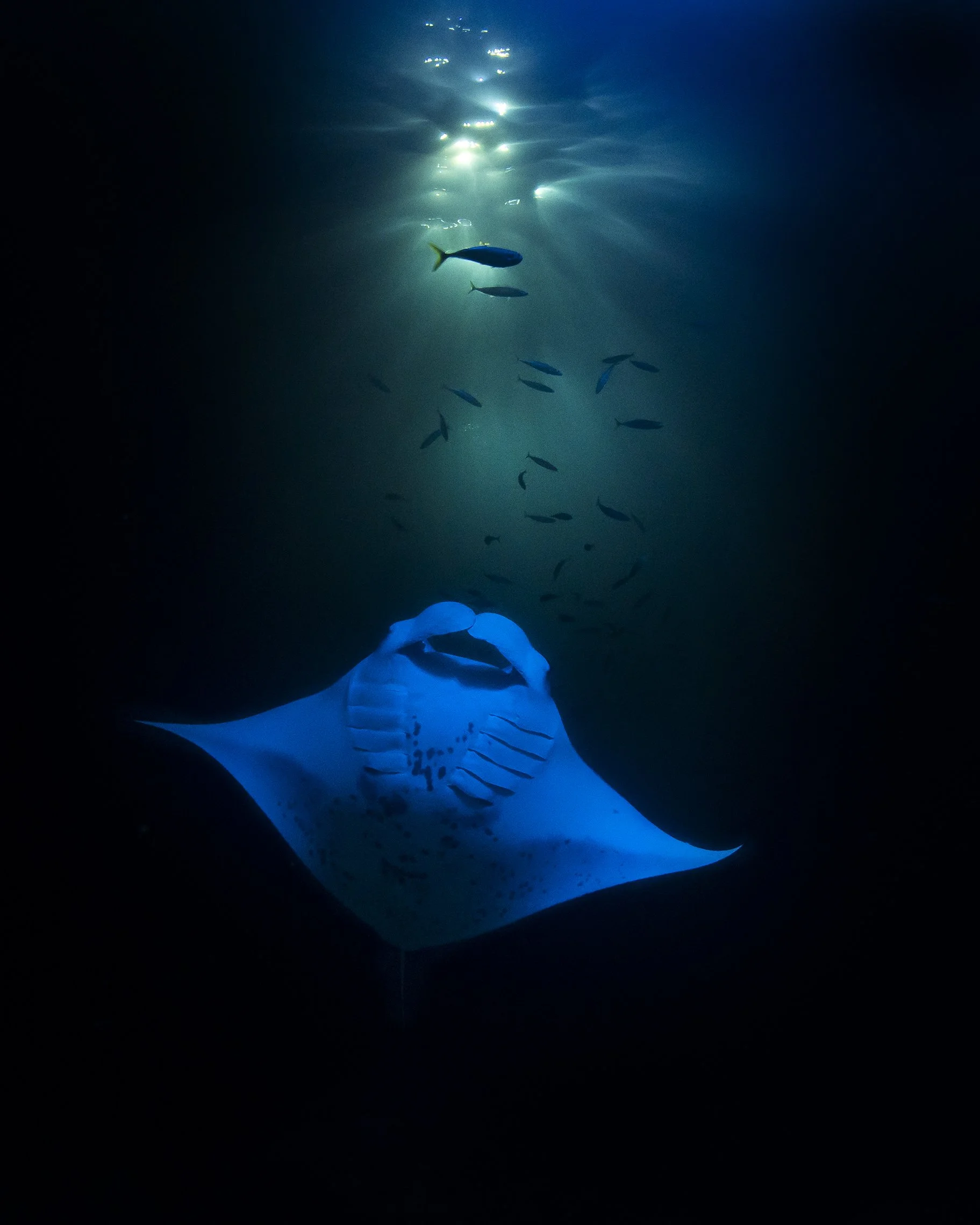 A manta ray swimming underwater with its wings spread, illuminated by blue light with smaller fish swimming nearby.