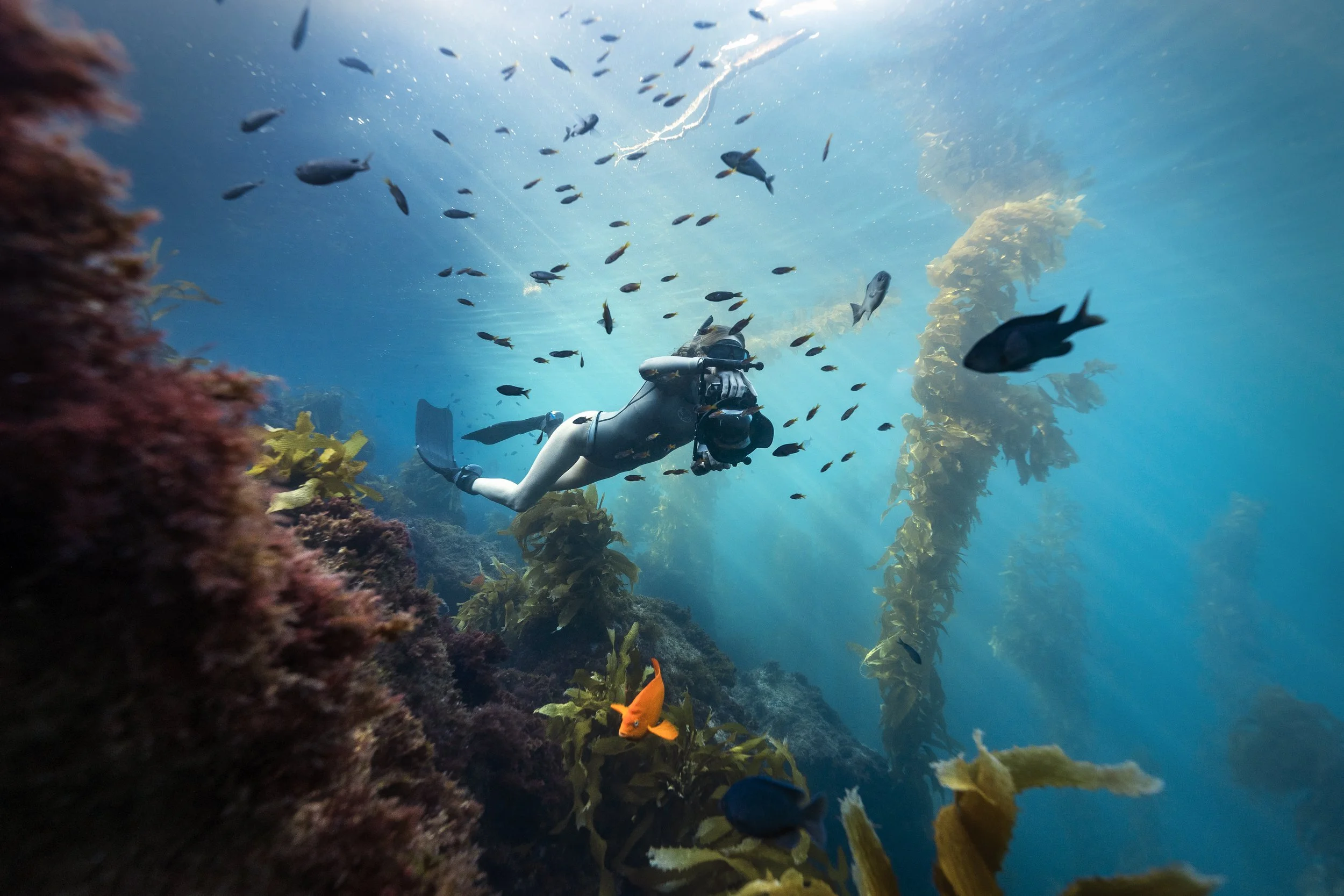 An underwater scene showing a scuba diver exploring coral reefs and colorful fish.