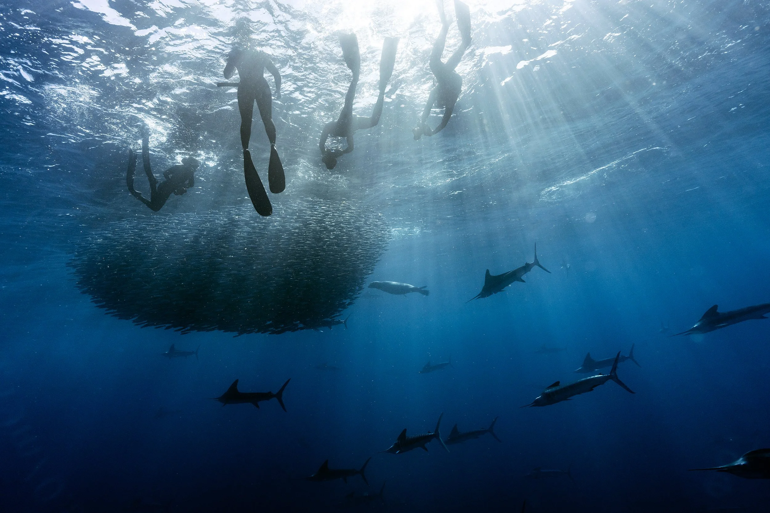 Divers swimming underwater near a large whale with sunlight shining through the water.