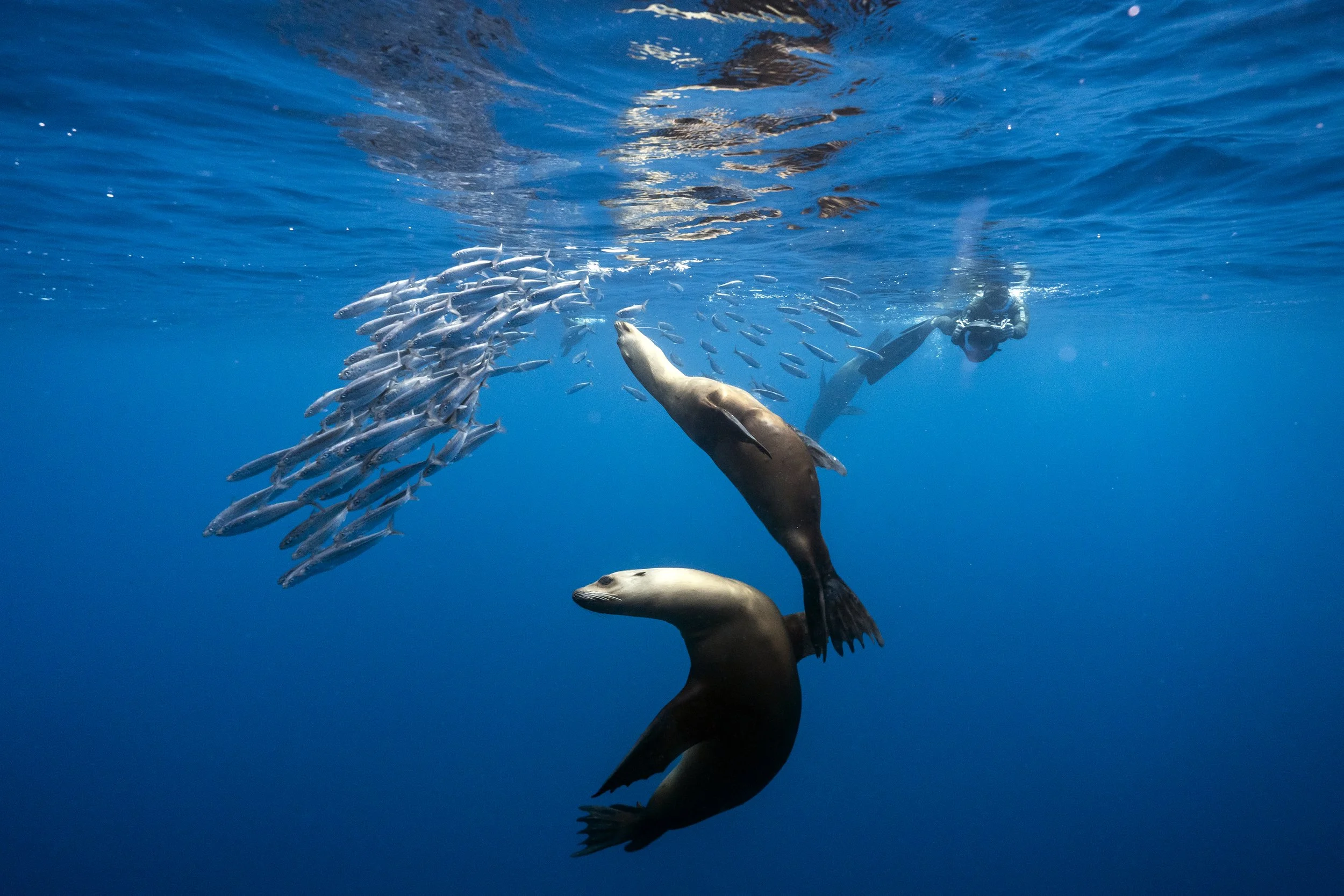 A person scuba diving underwater surrounded by a school of fish, with a seal approaching from below.