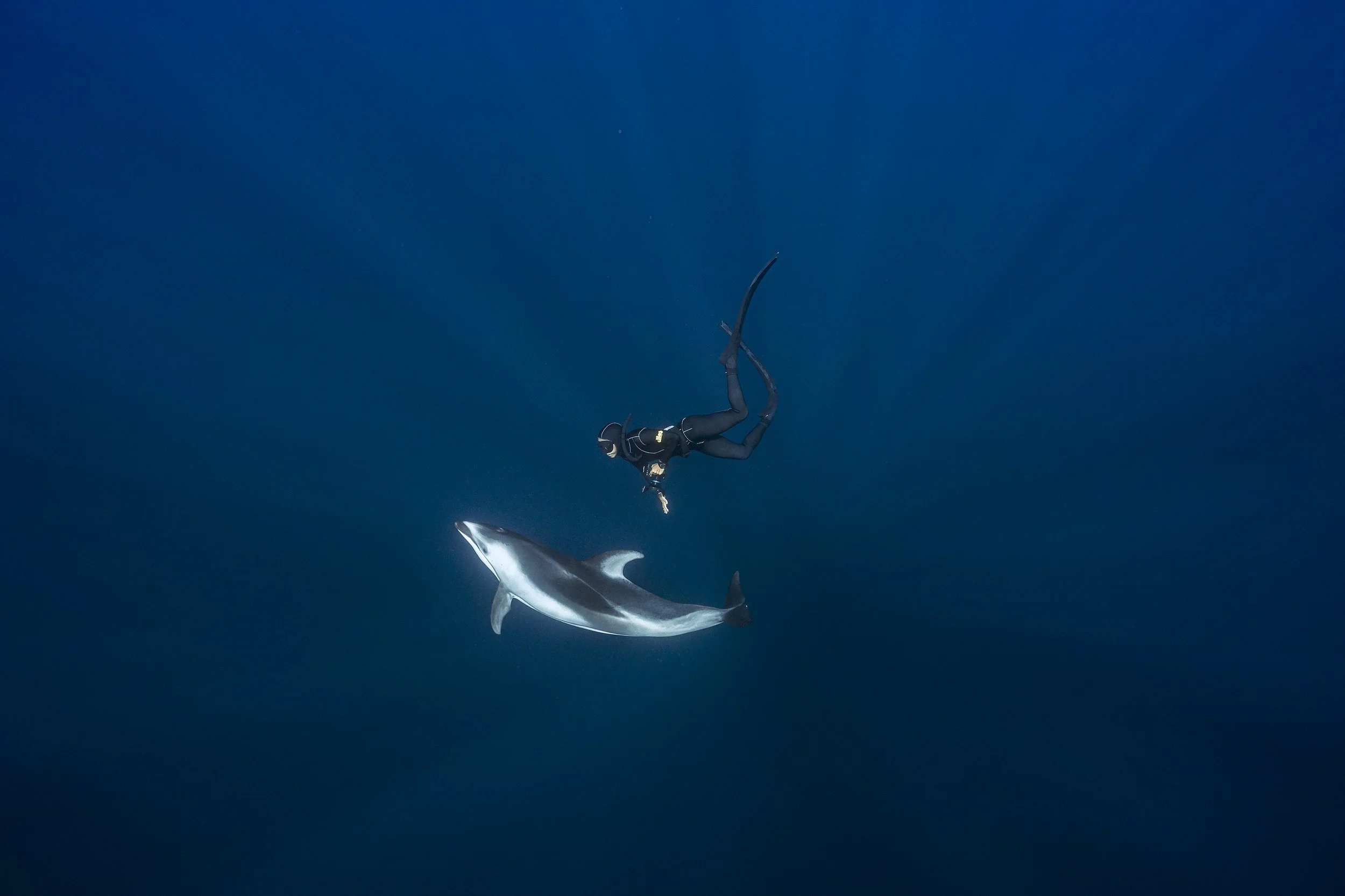A scuba diver swimming underwater near a large shark.