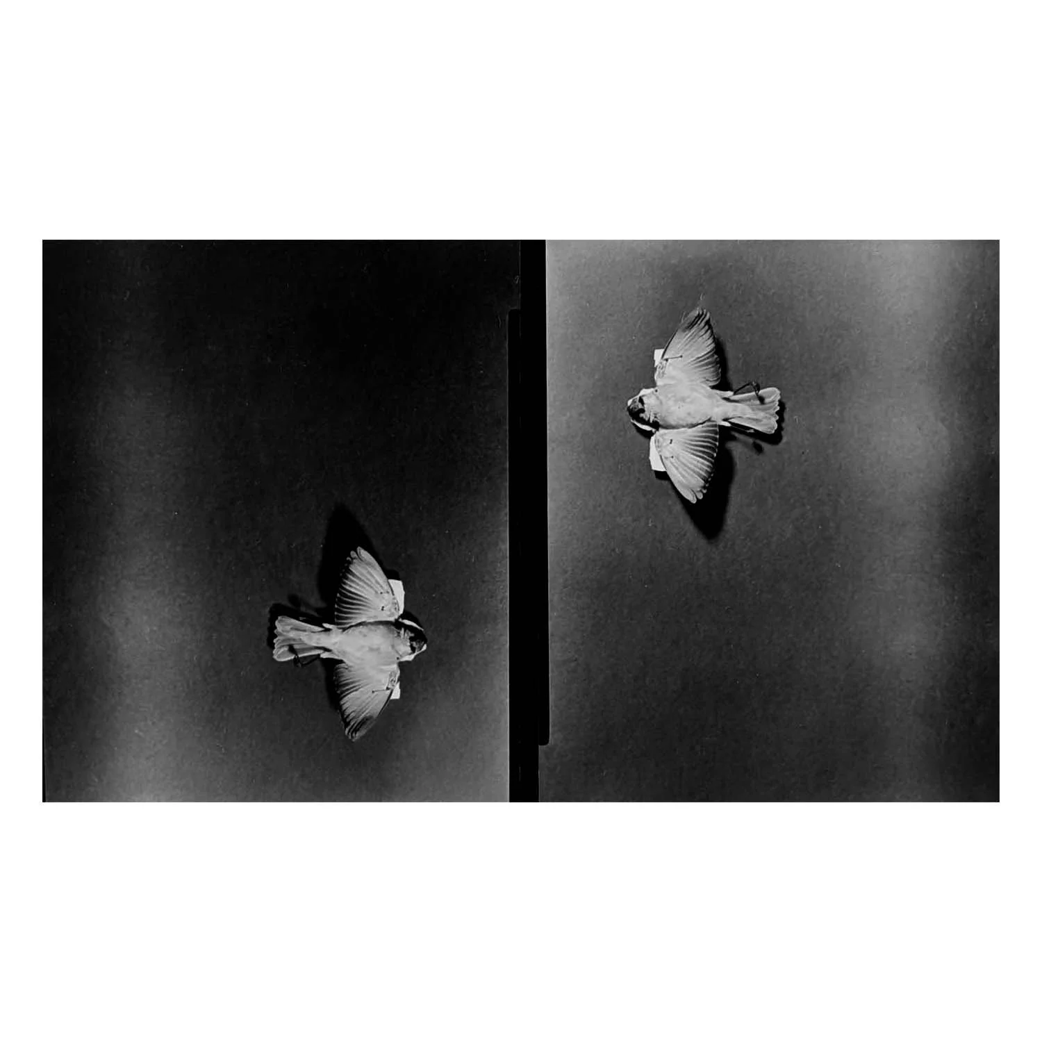 Brother, Silver Gelatin Print