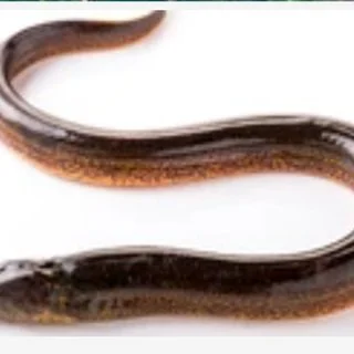 An eel in the plumbing?!? In 1888, an unsuspecting homeowner in St. Louis, Missouri was faced with this bizarre event.