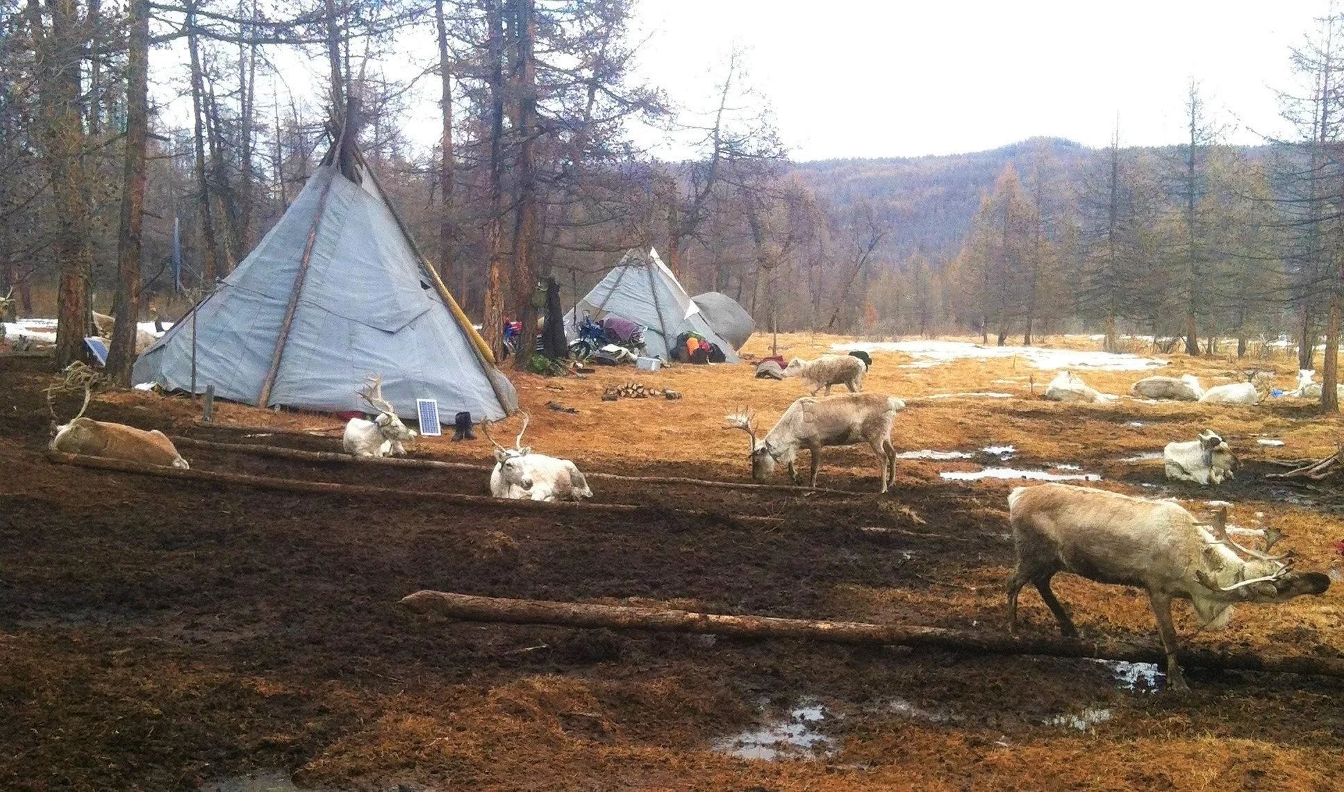 Campground with teepees in a forested area, surrounded by reindeer and wolves, with mountains in the background and a mix of snow and muddy ground.