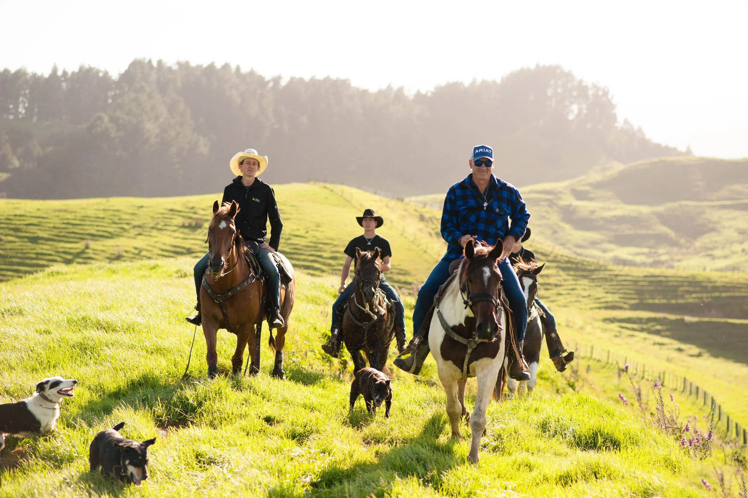 Four people riding horses through a green hillside with dogs running alongside, with scenic rolling hills in the background.