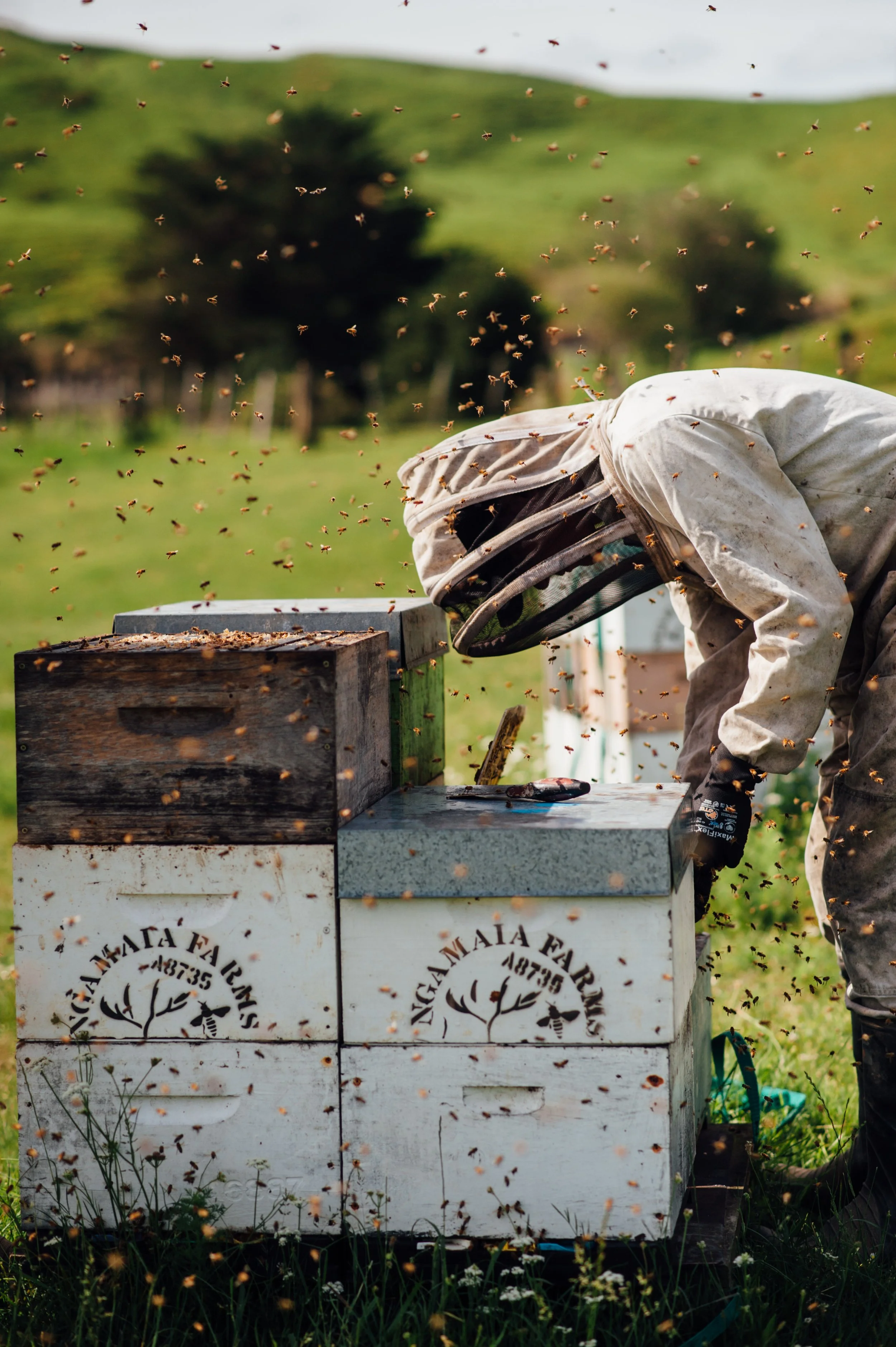 Beekeeper working at a beehive outdoors during the daytime, surrounded by flying bees and greenery in the background.