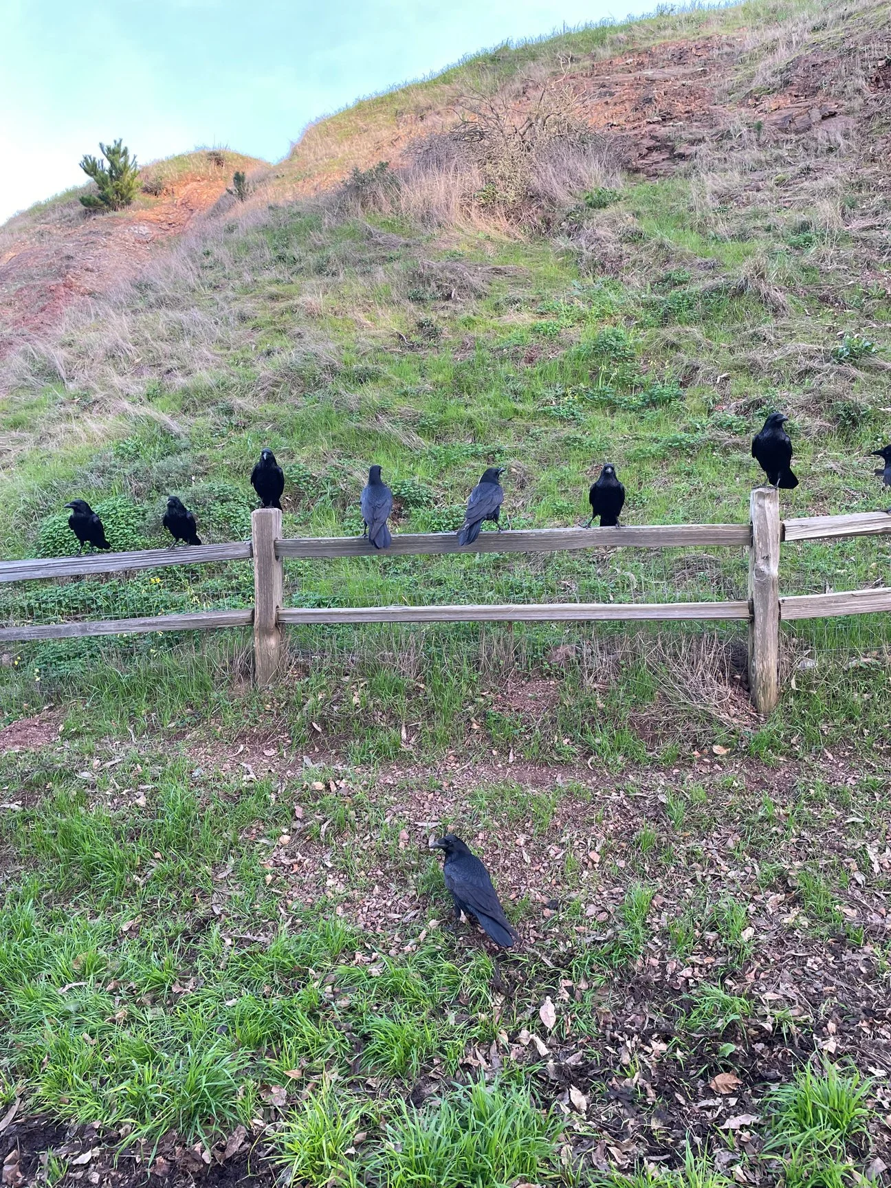 crows.jpg