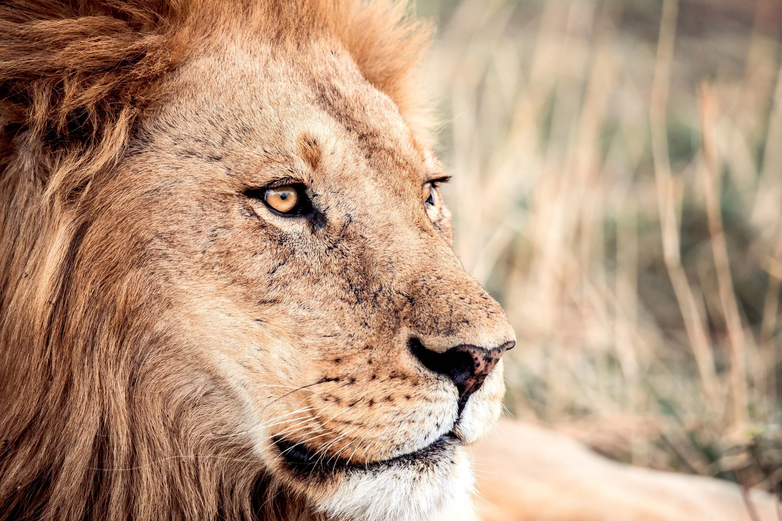Portrait Male African Lion (Panthera leo) 