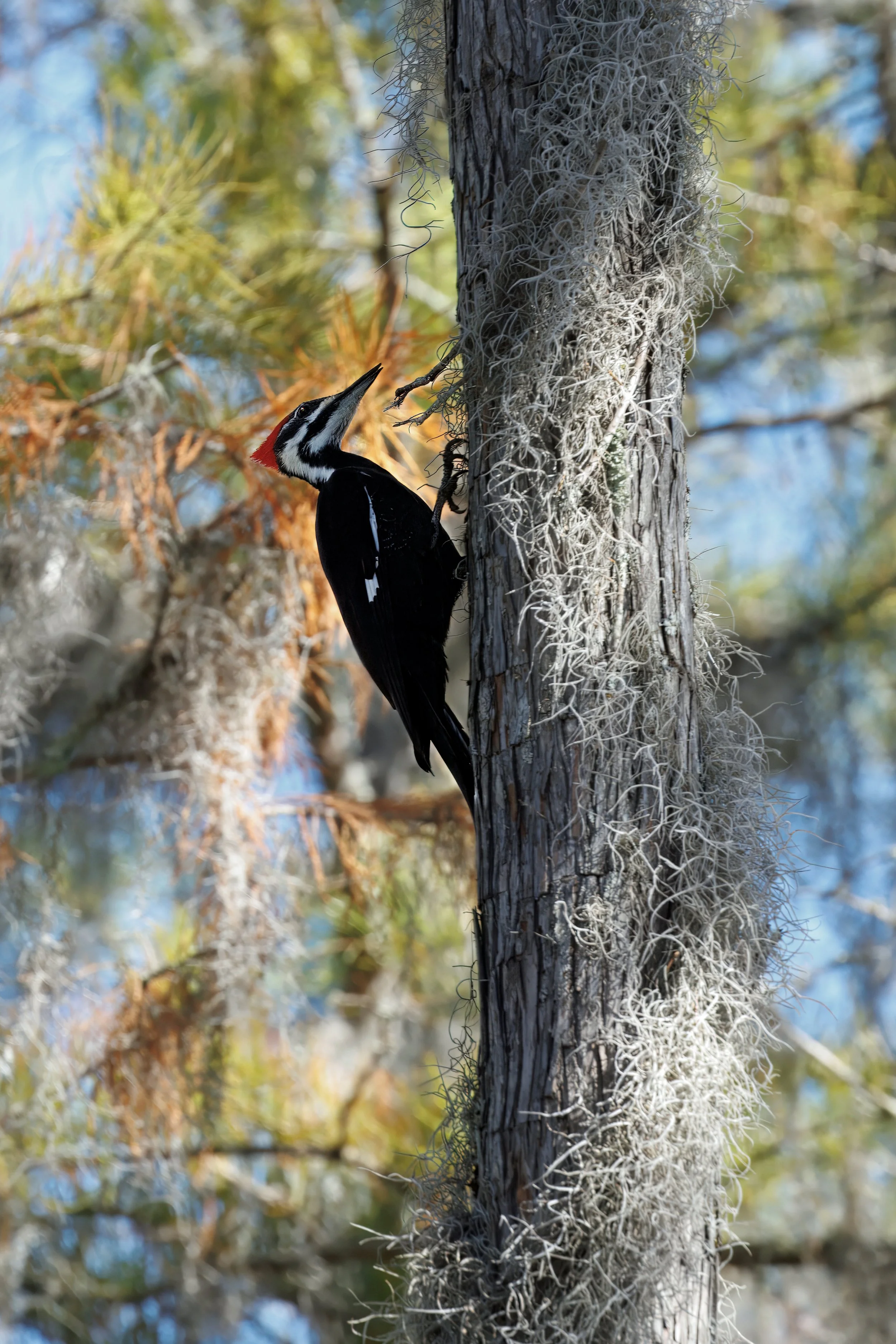 "Hammering through the silence, the Pileated Woodpecker carves into bark with prehistoric force."