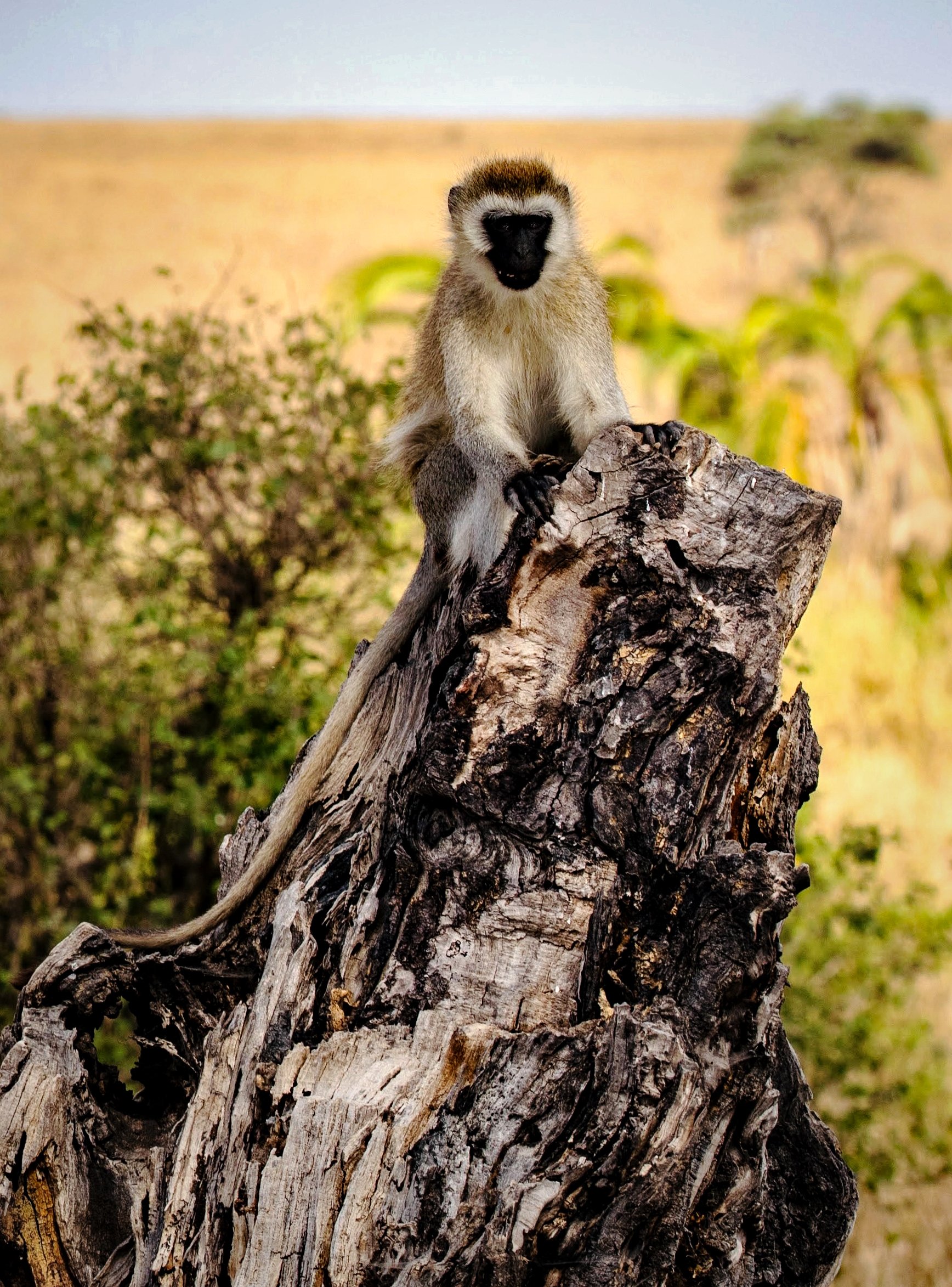 "Sentinel of the Savanna"
