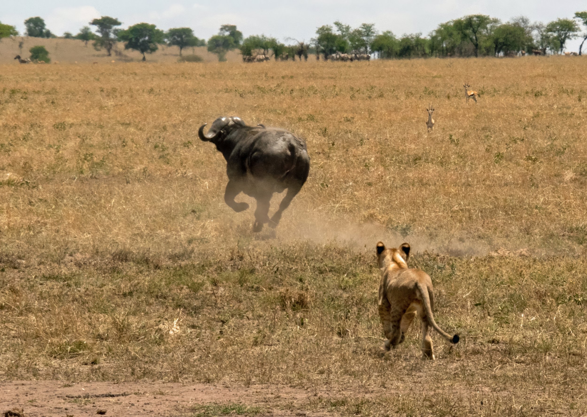 "The Chase is On!"
