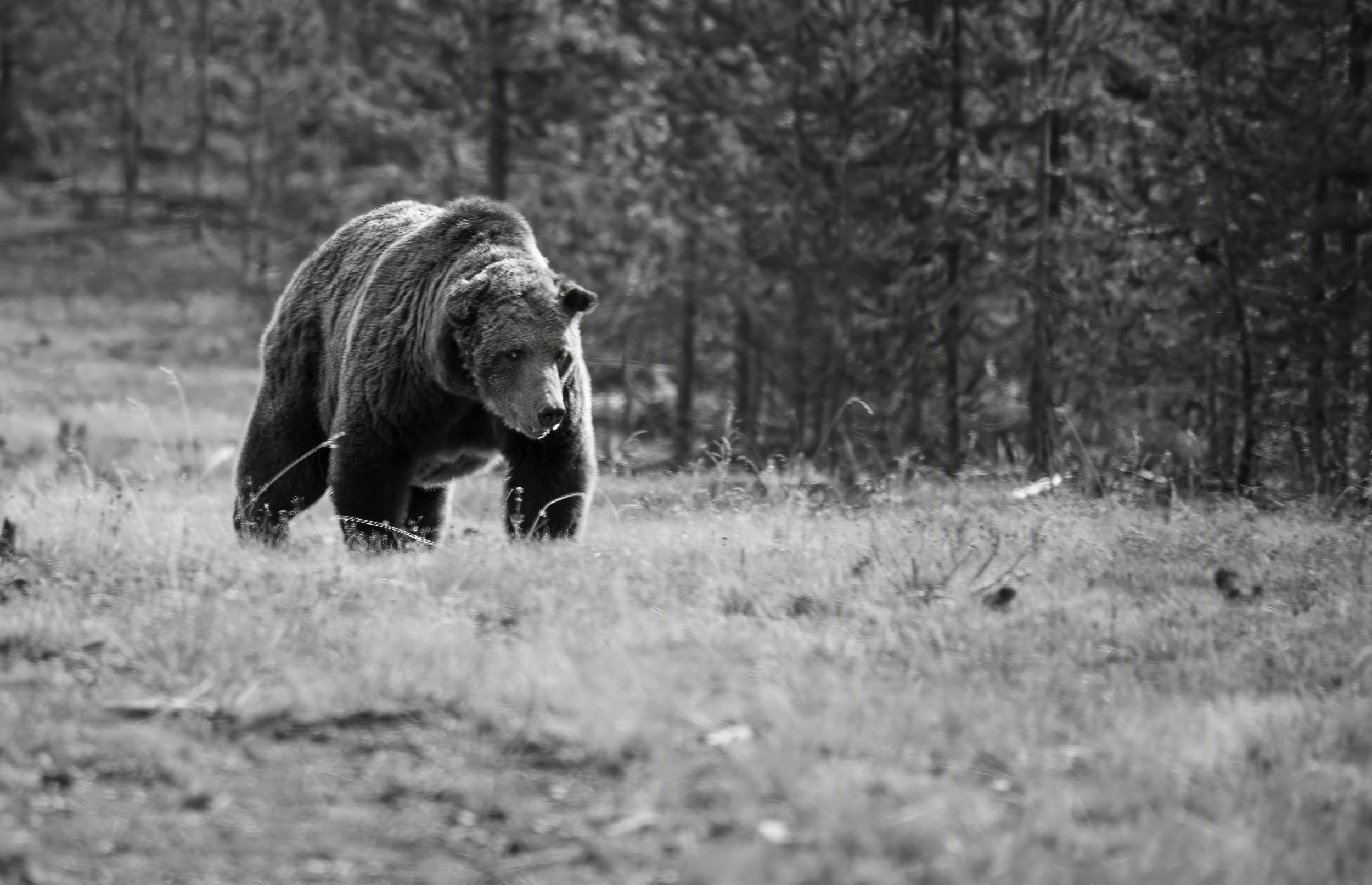 Grizzly, Brown Bear "Spirit of the Timberline"