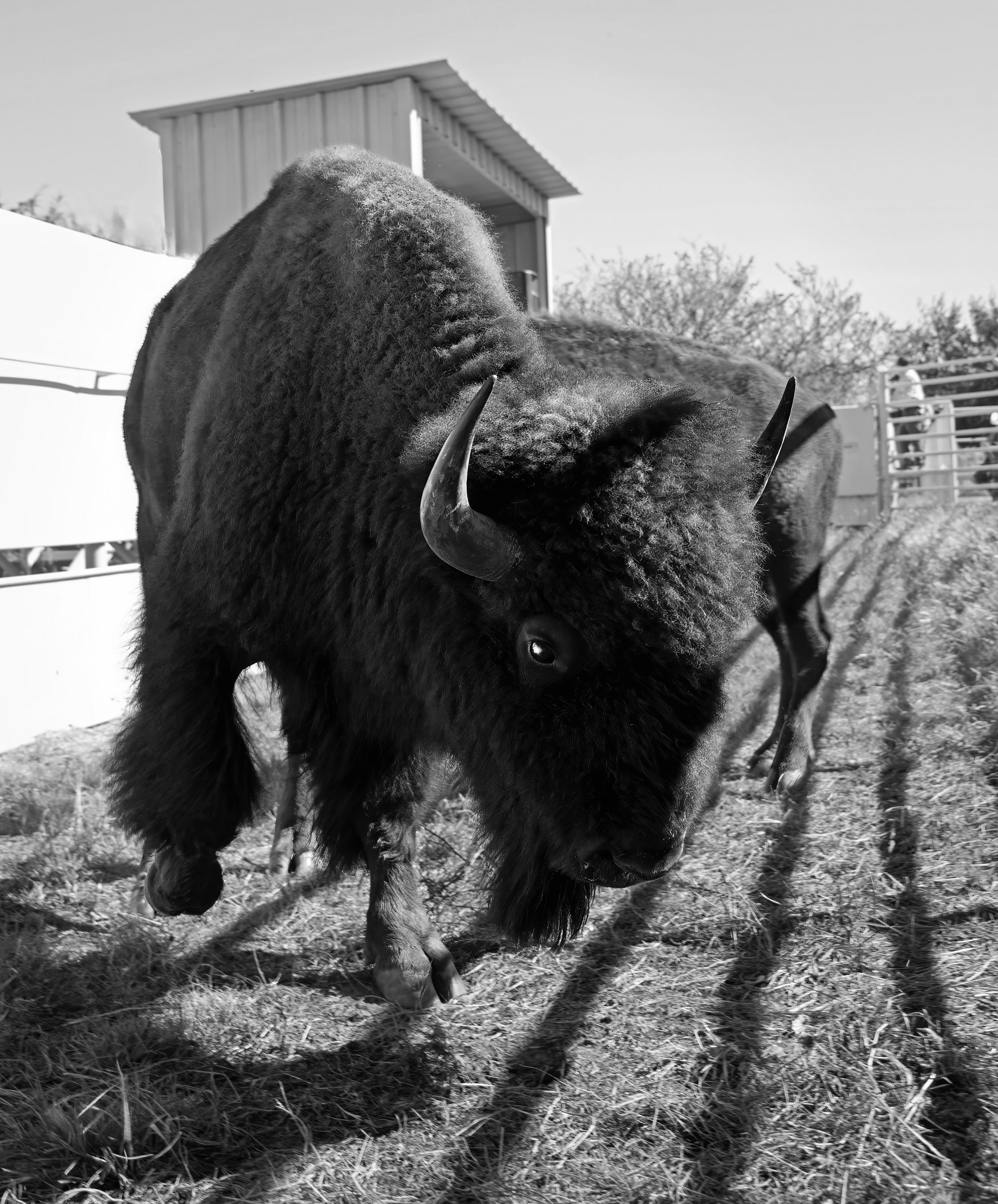 American Bison Auction "Managed Legacy"