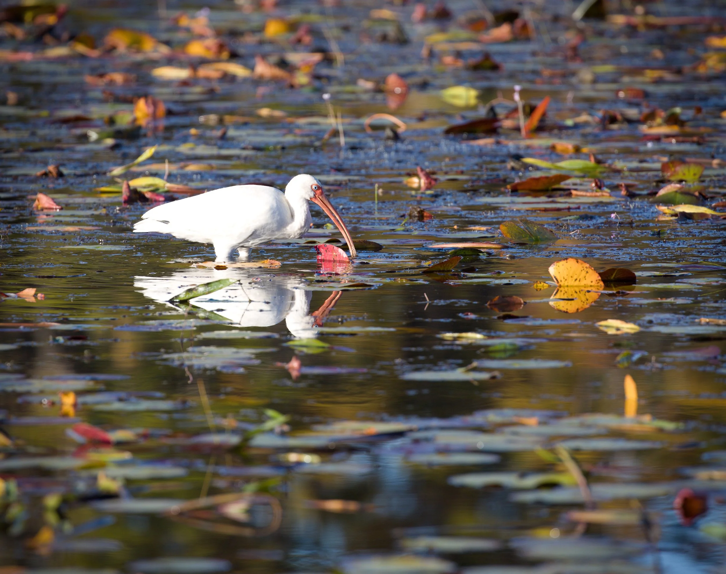 "Curved grace in the shallows,  the White Ibis probes the water with precision and poise."