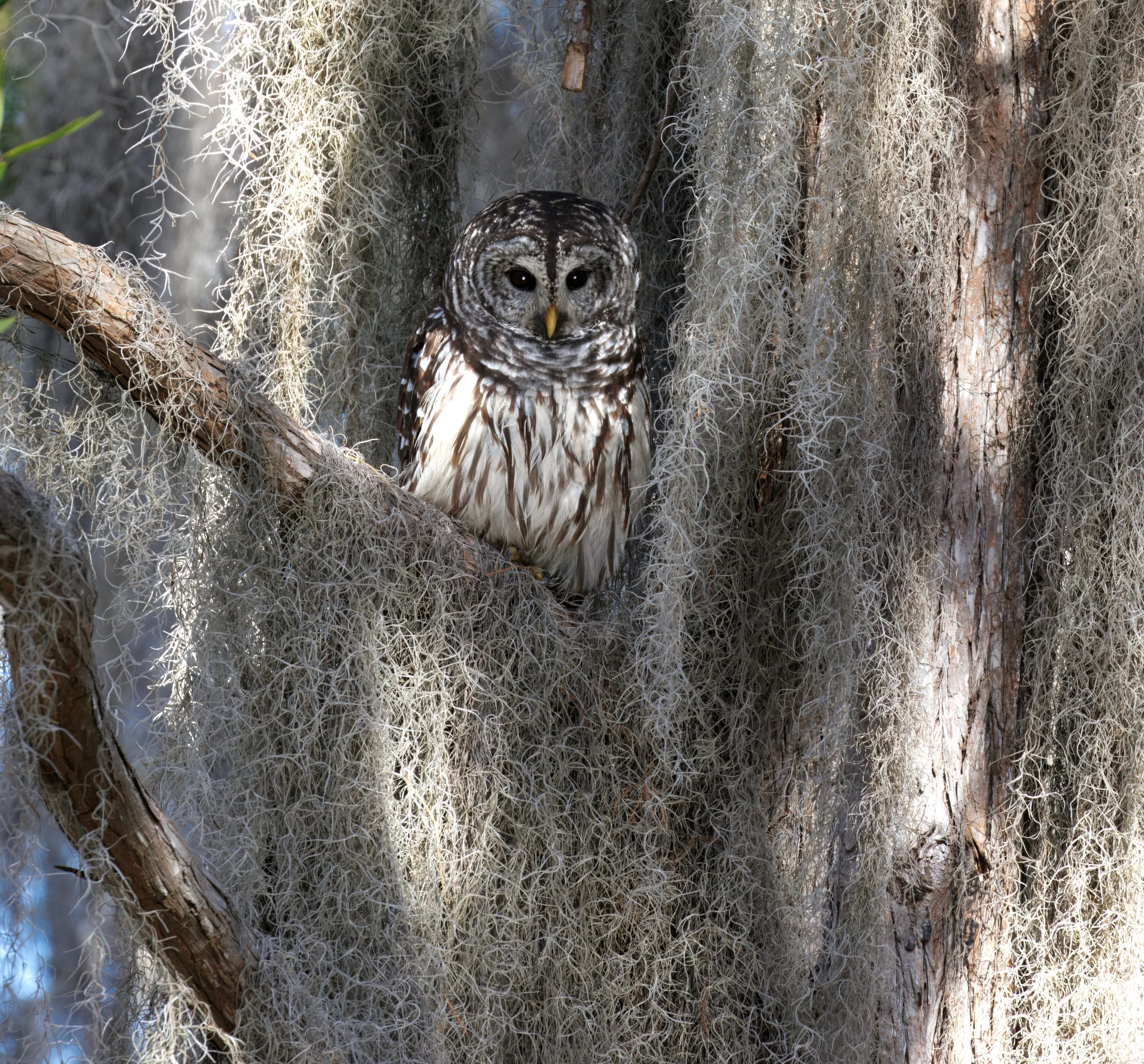  Barred Owl: “Who cooks for you? Who cooks for you-all?”