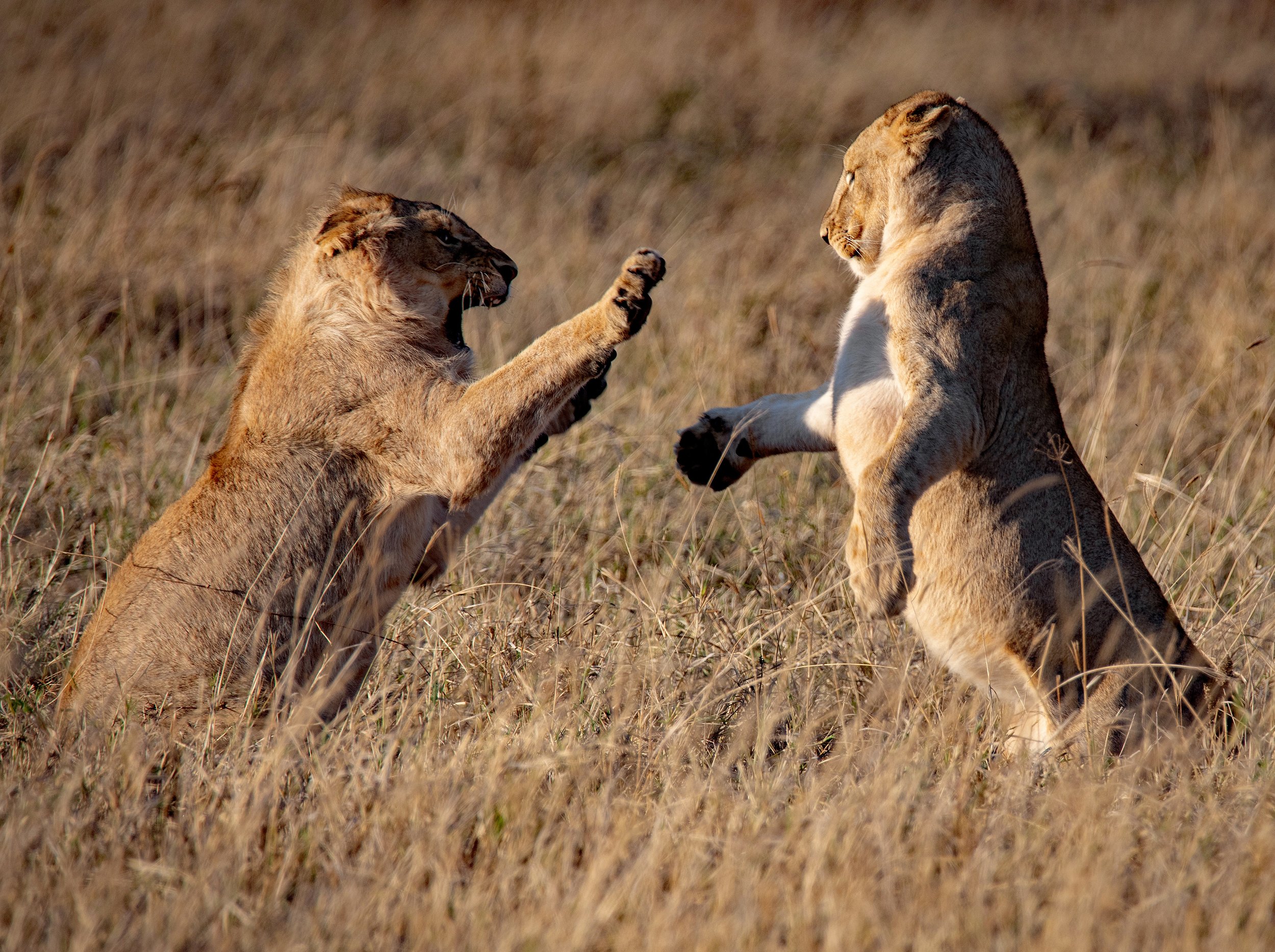 "A Glimpse into the Lives of Lions."