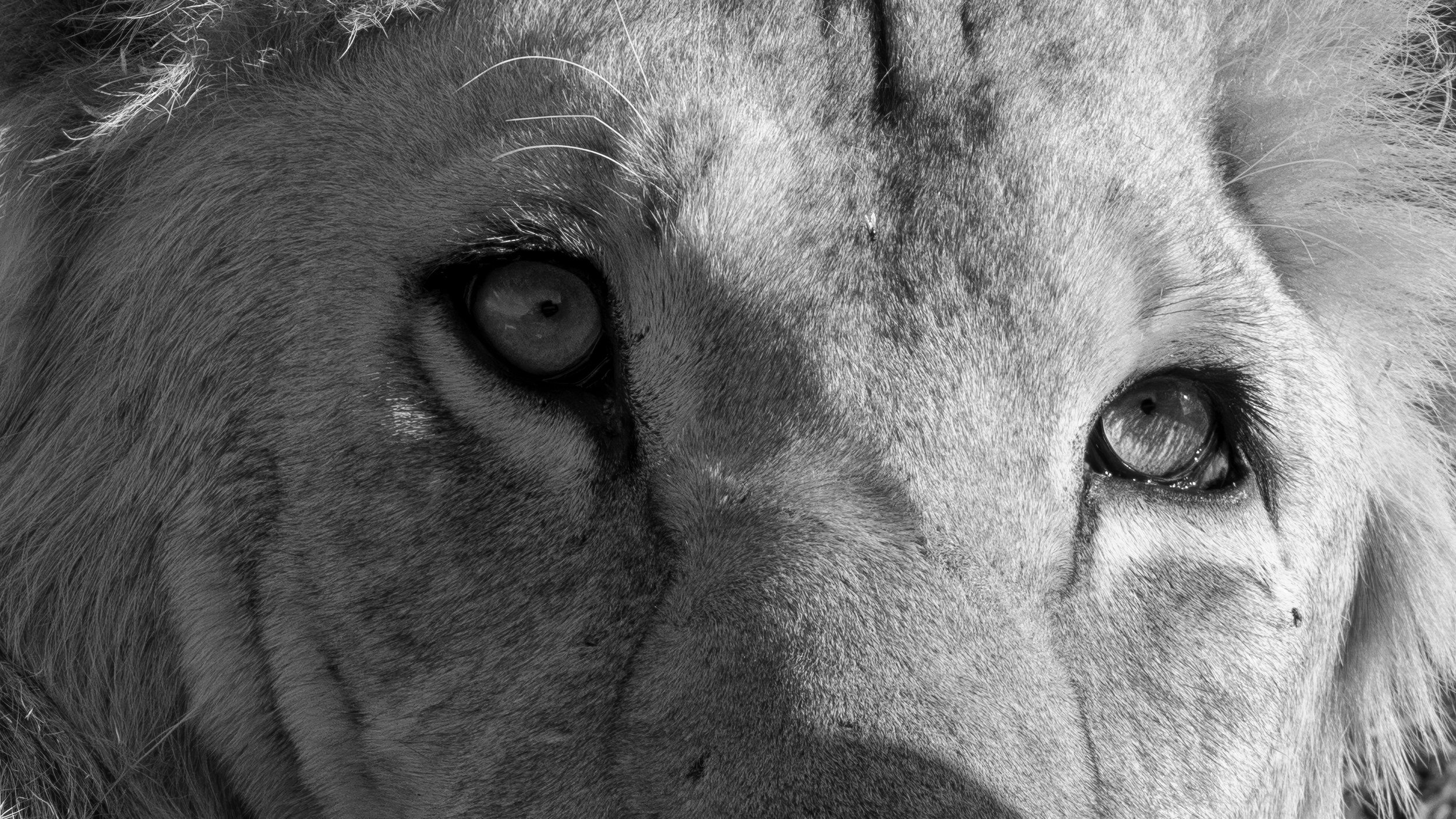 Lion Eyes "Soul of the Savanna"