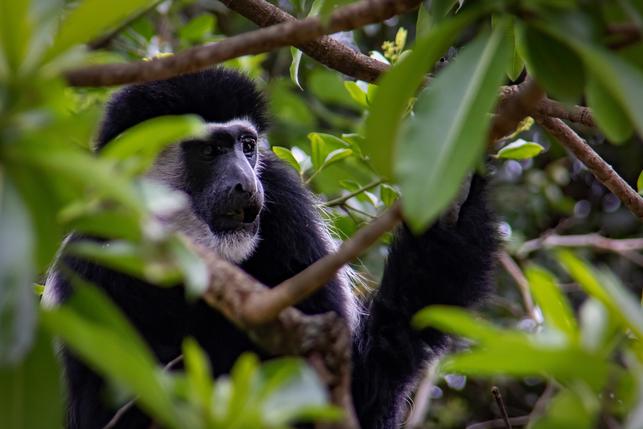 “Mantled Majesty: Guereza in the Canopy”