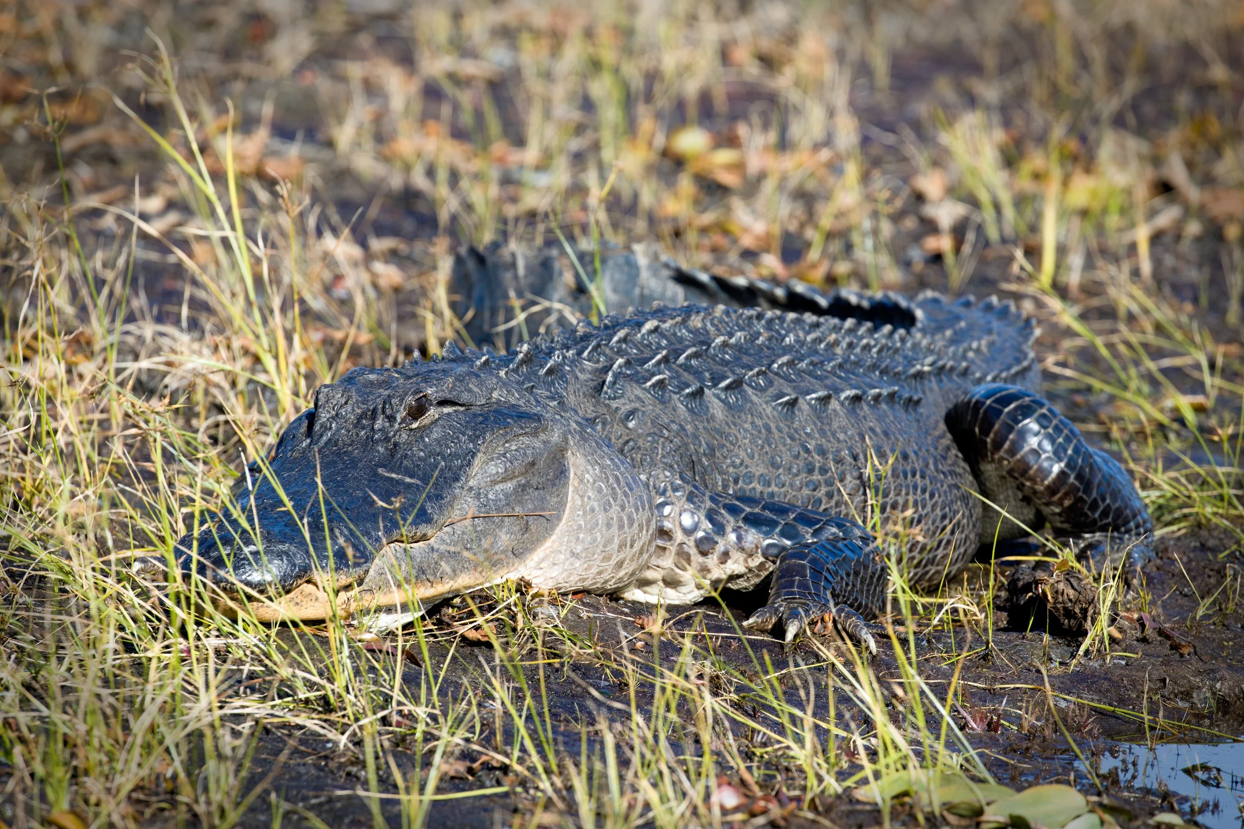 American Alligator: "Silent sentinel of the Swamp."
