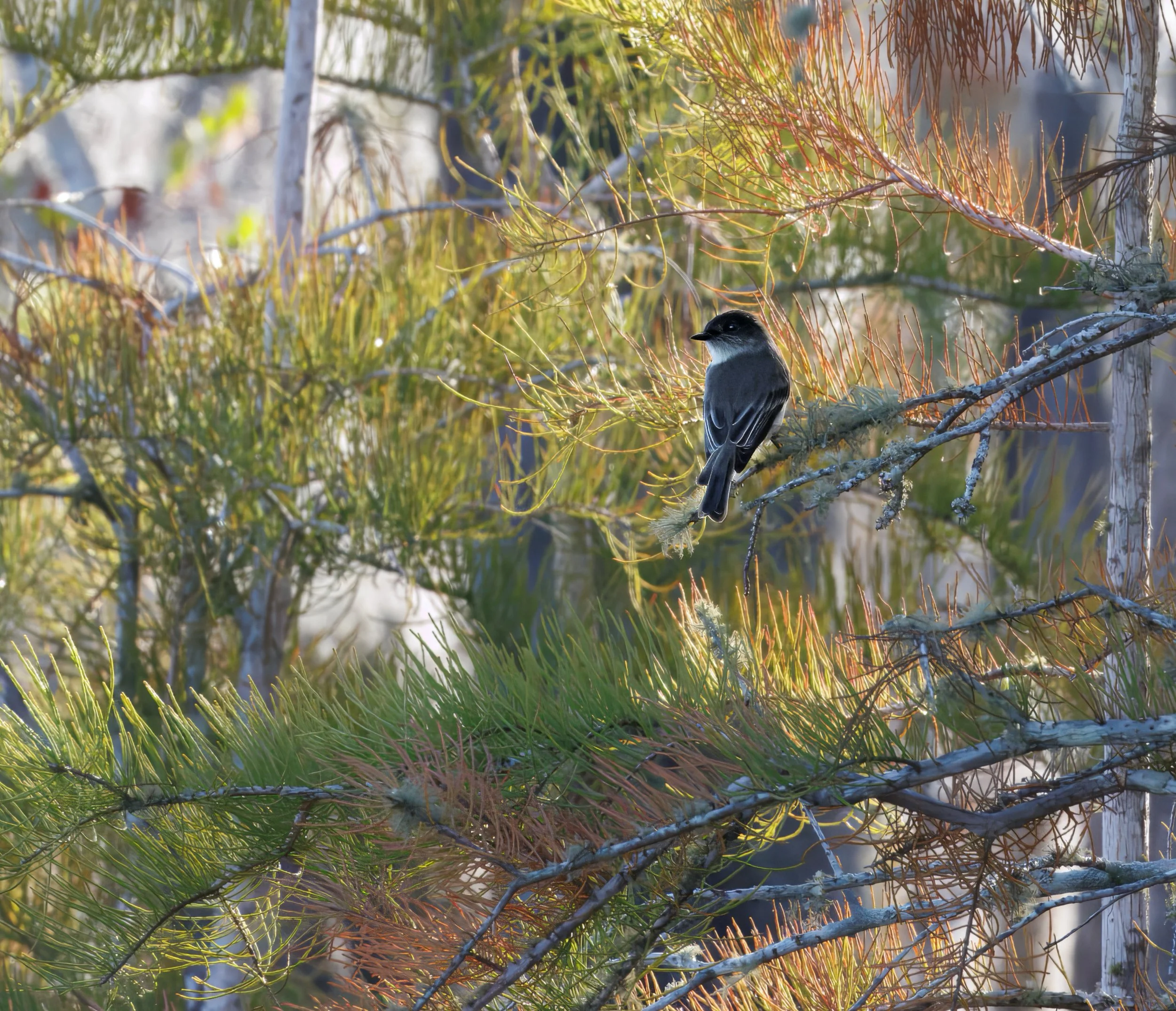 "Alert and agile, the Tufted Titmouse surveys its piney perch with quiet curiosity."