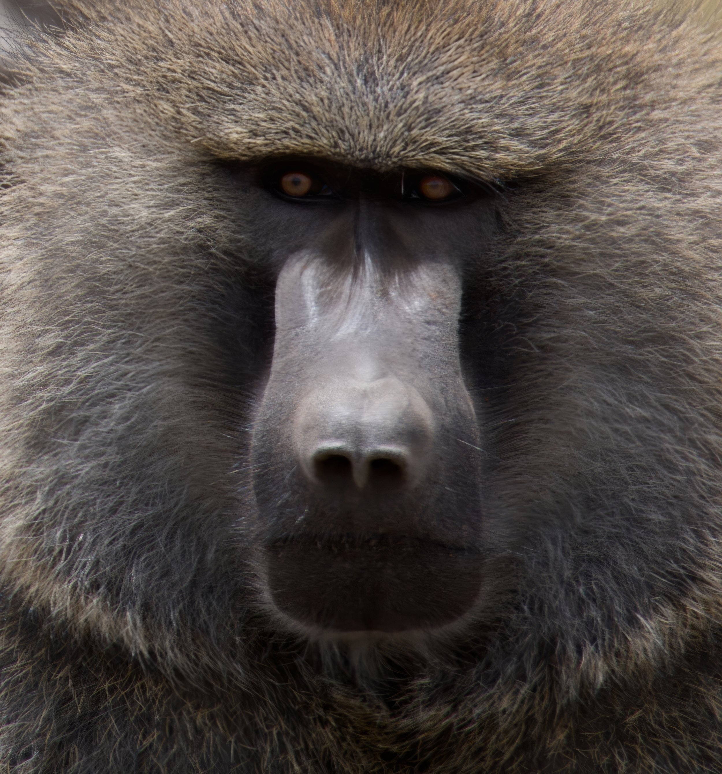 "Eyes of the Wild"