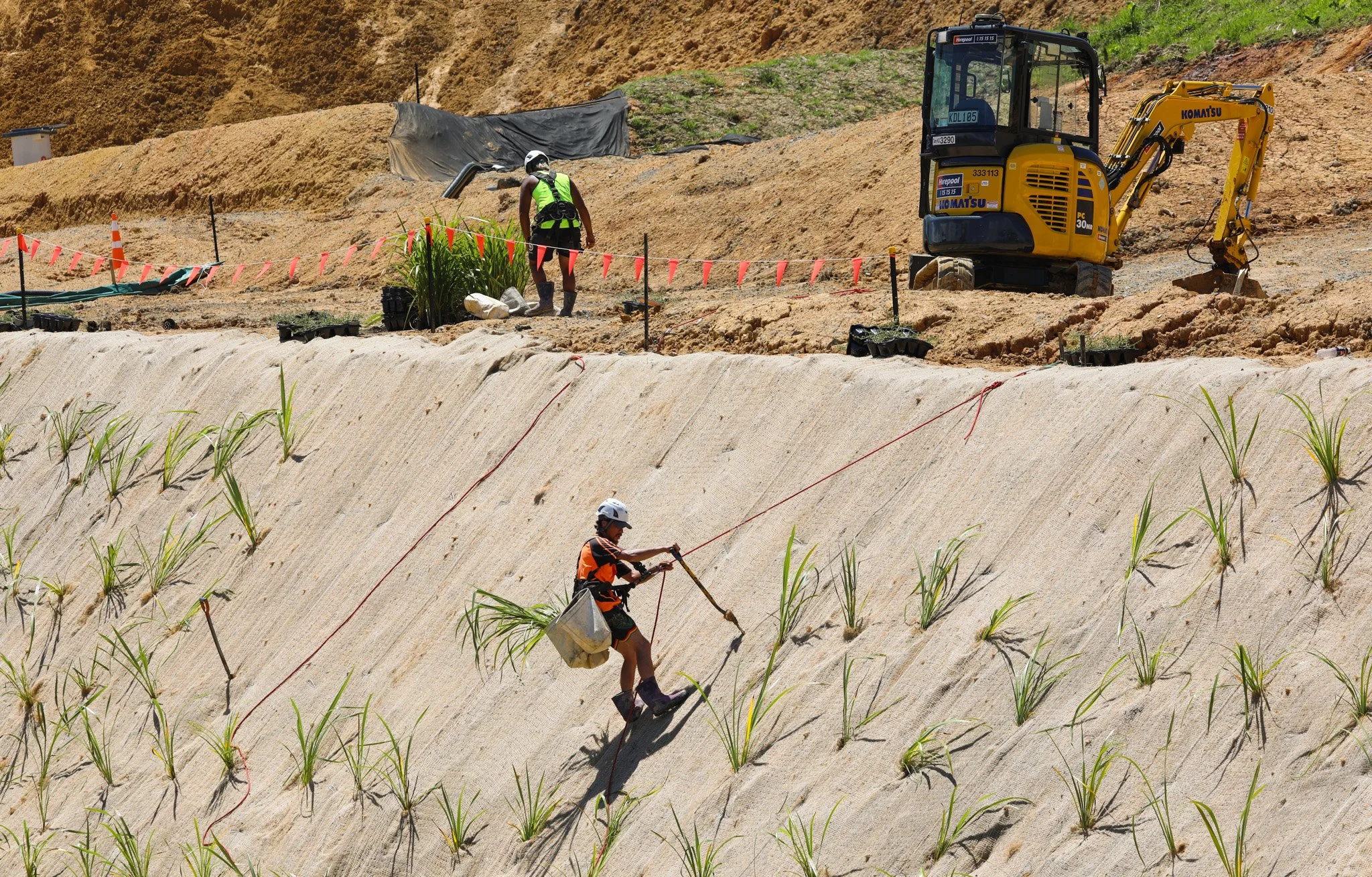 Harness planting at West Hoe Heights