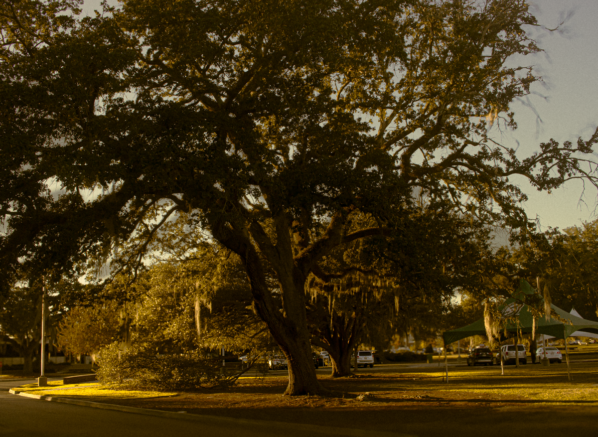 Chandelere Tree Test -1.png