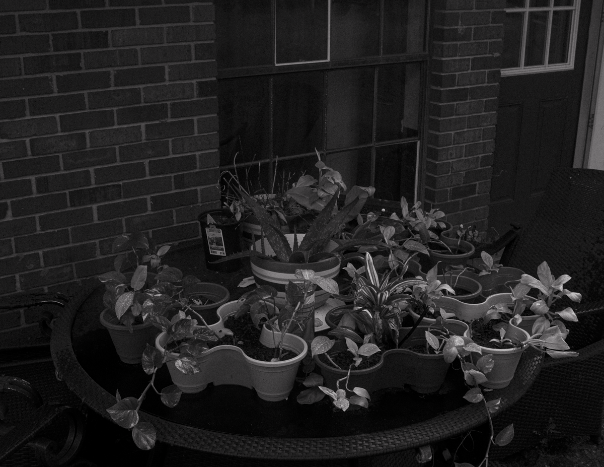 First BW Plants Grandma 3 .png