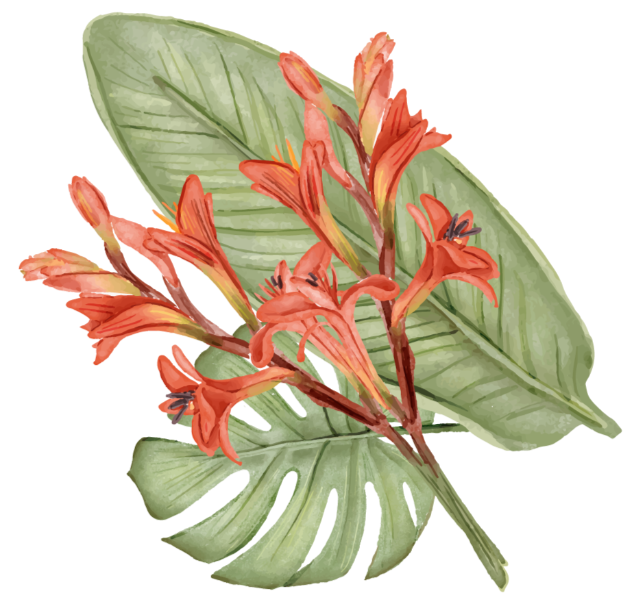 A botanical illustration of a tropical plant with large green leaves and orange-red flowers, with a bee on one of the flowers.